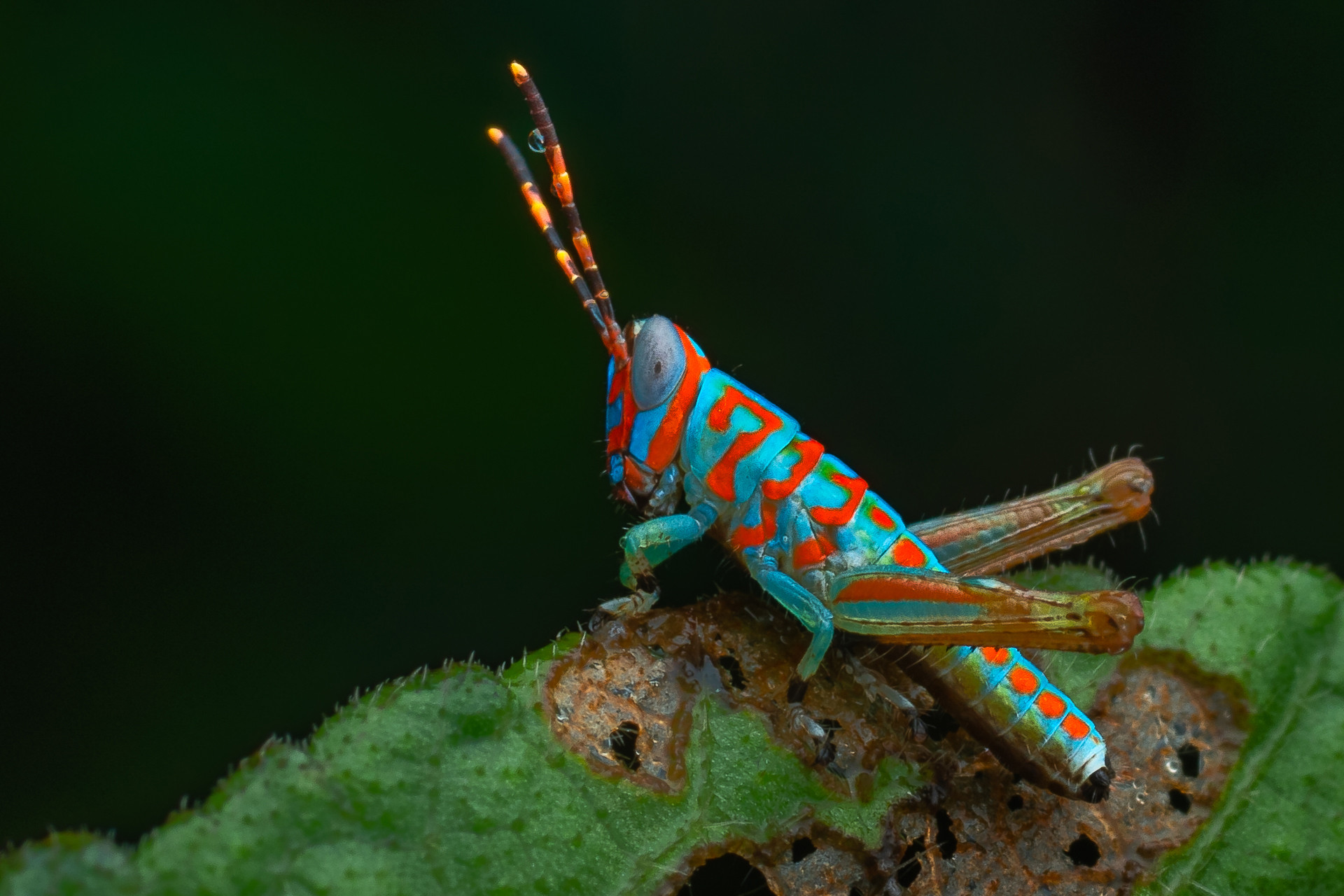Clown Grasshopper
