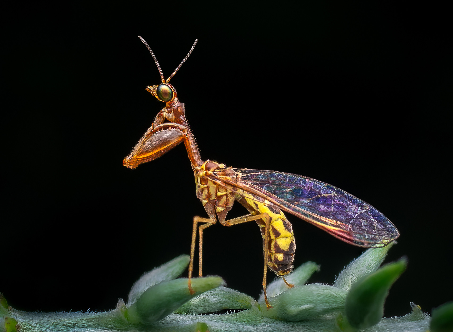 Mantidfly photograph
