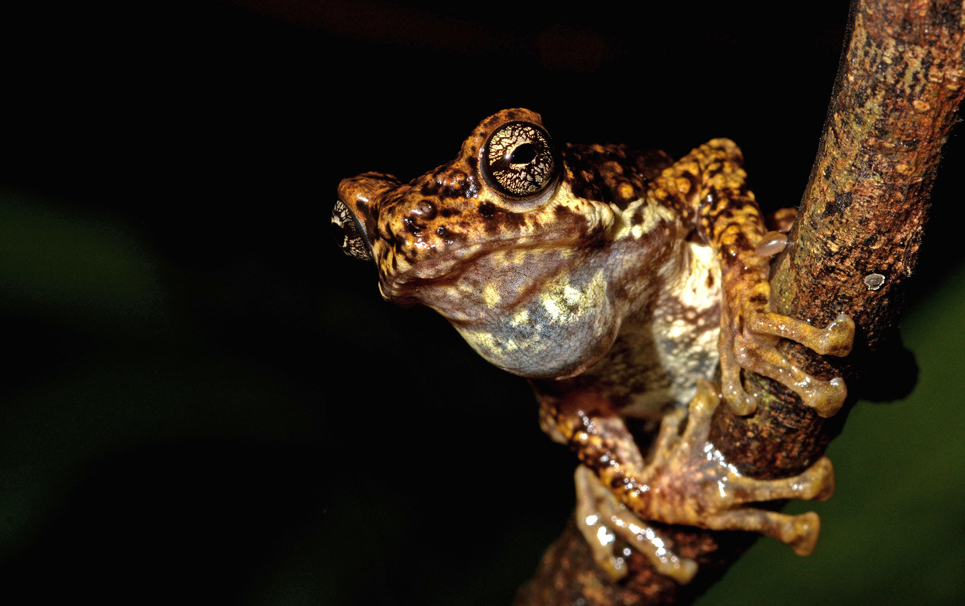 Malabar Tree Toad Pedostibes tuberculosus endangered frog