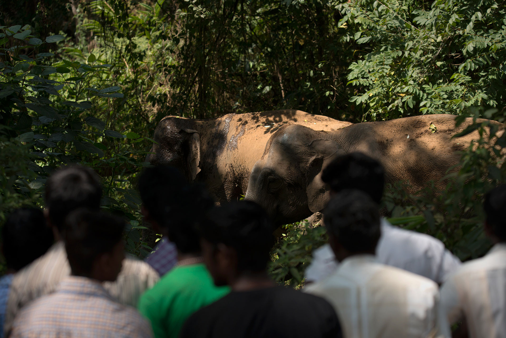      People Elephants GAN     | Nature Infocus