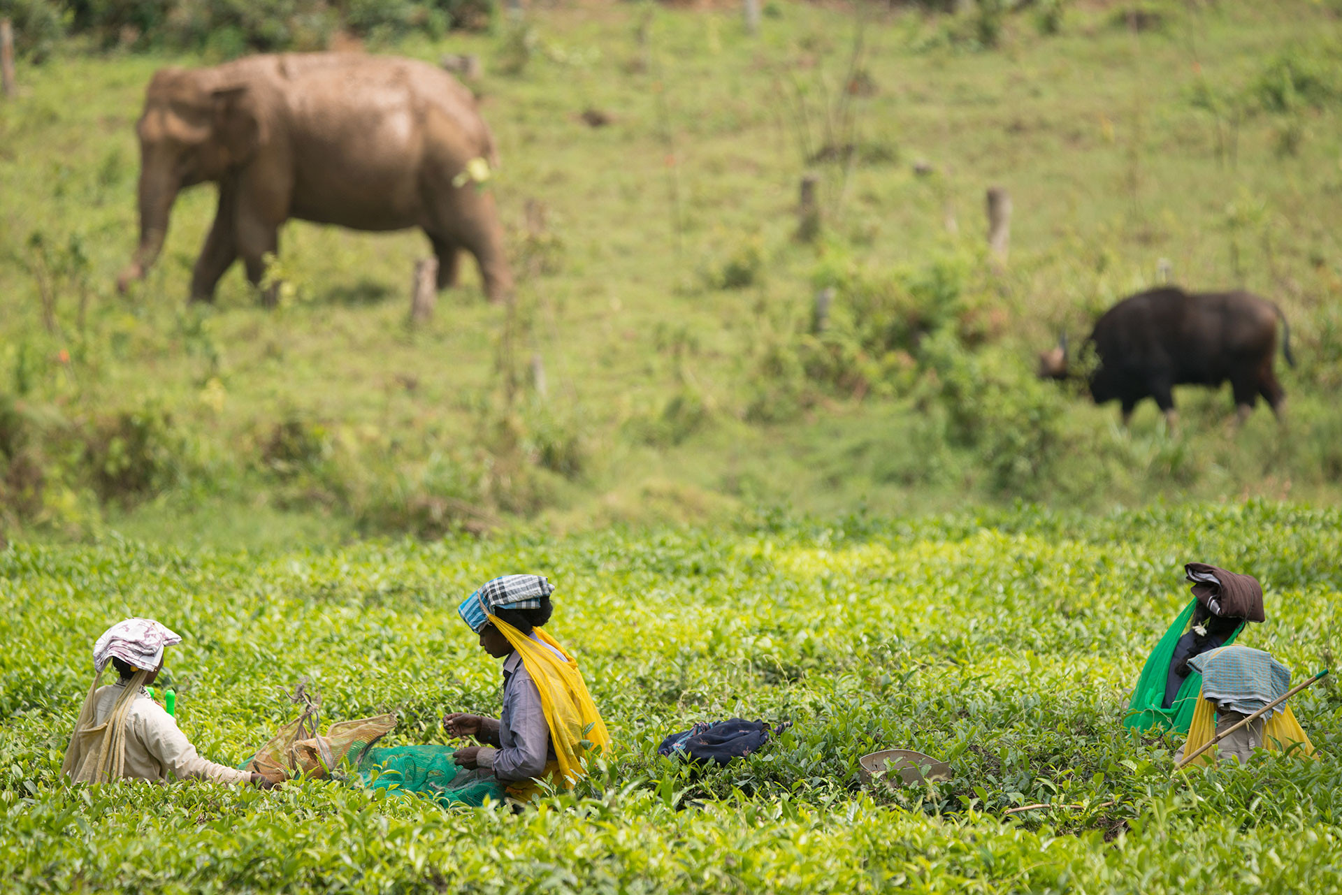      People Elephants GAN     | Nature Infocus