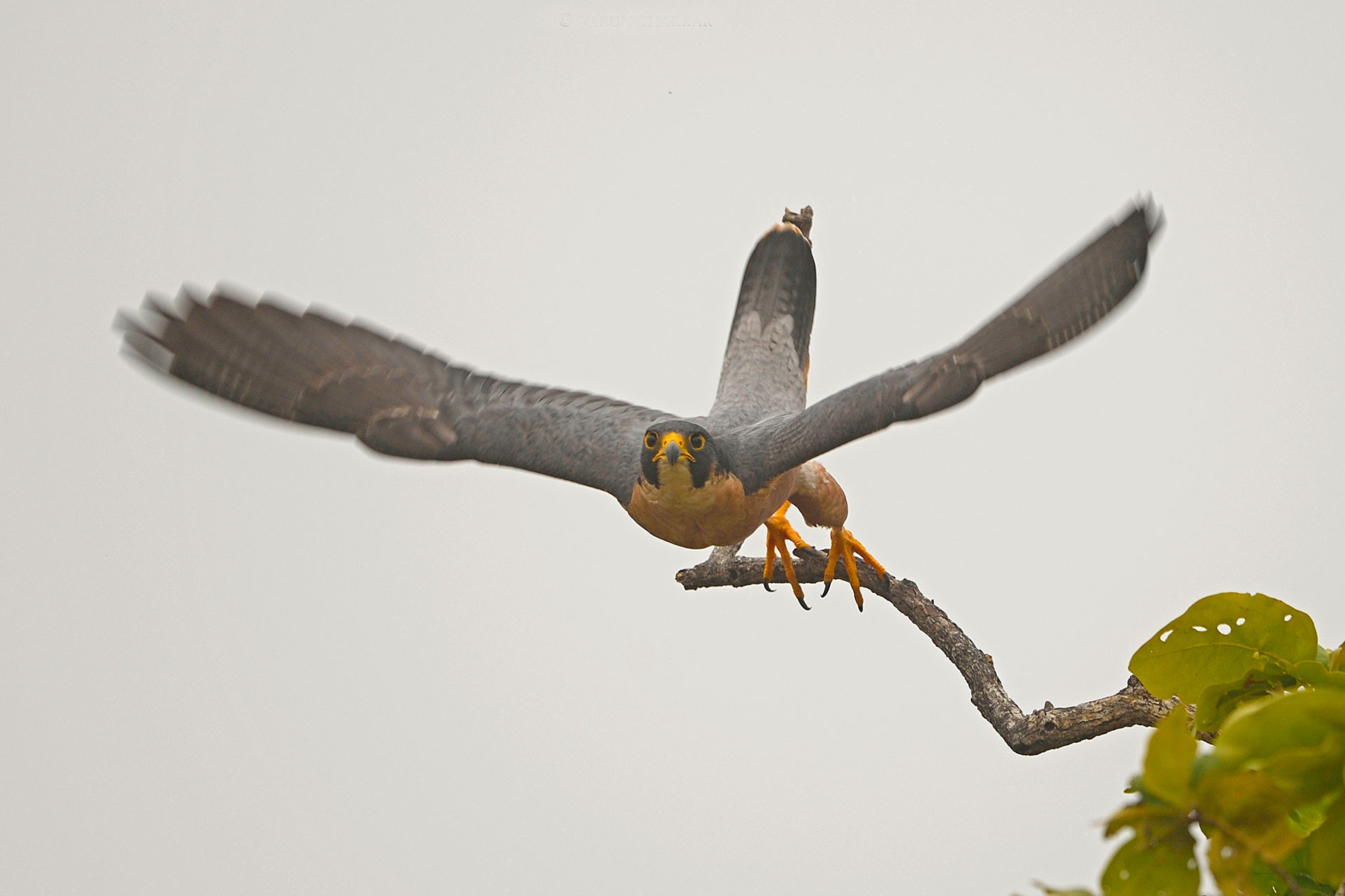 Fastest bird Shaheen Falcon in Panna National Park