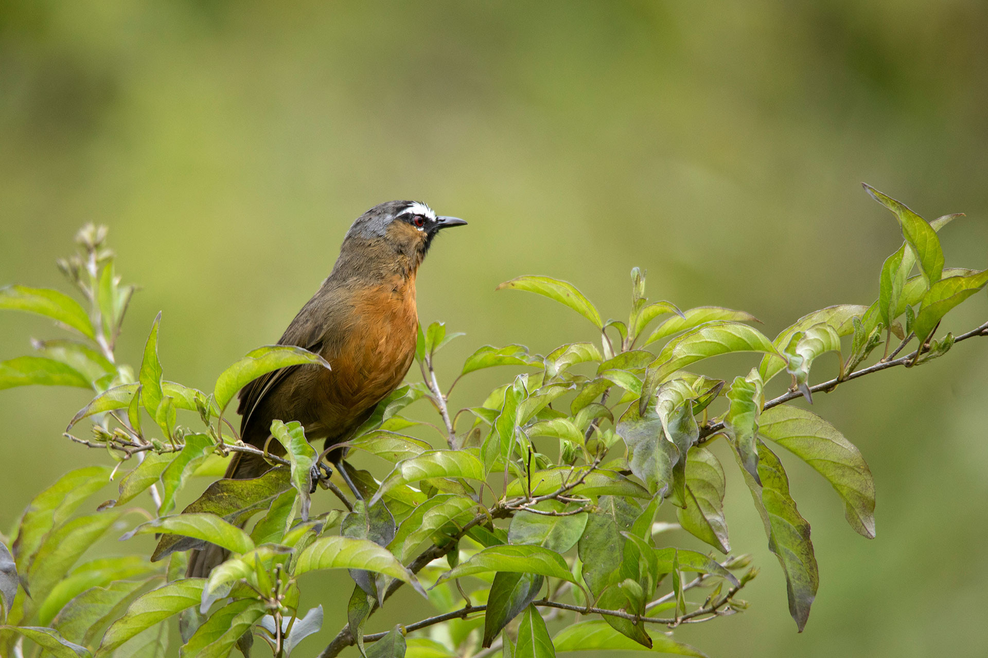 Nilgiri Laughingthrush or Black-chinned Laughingthrush