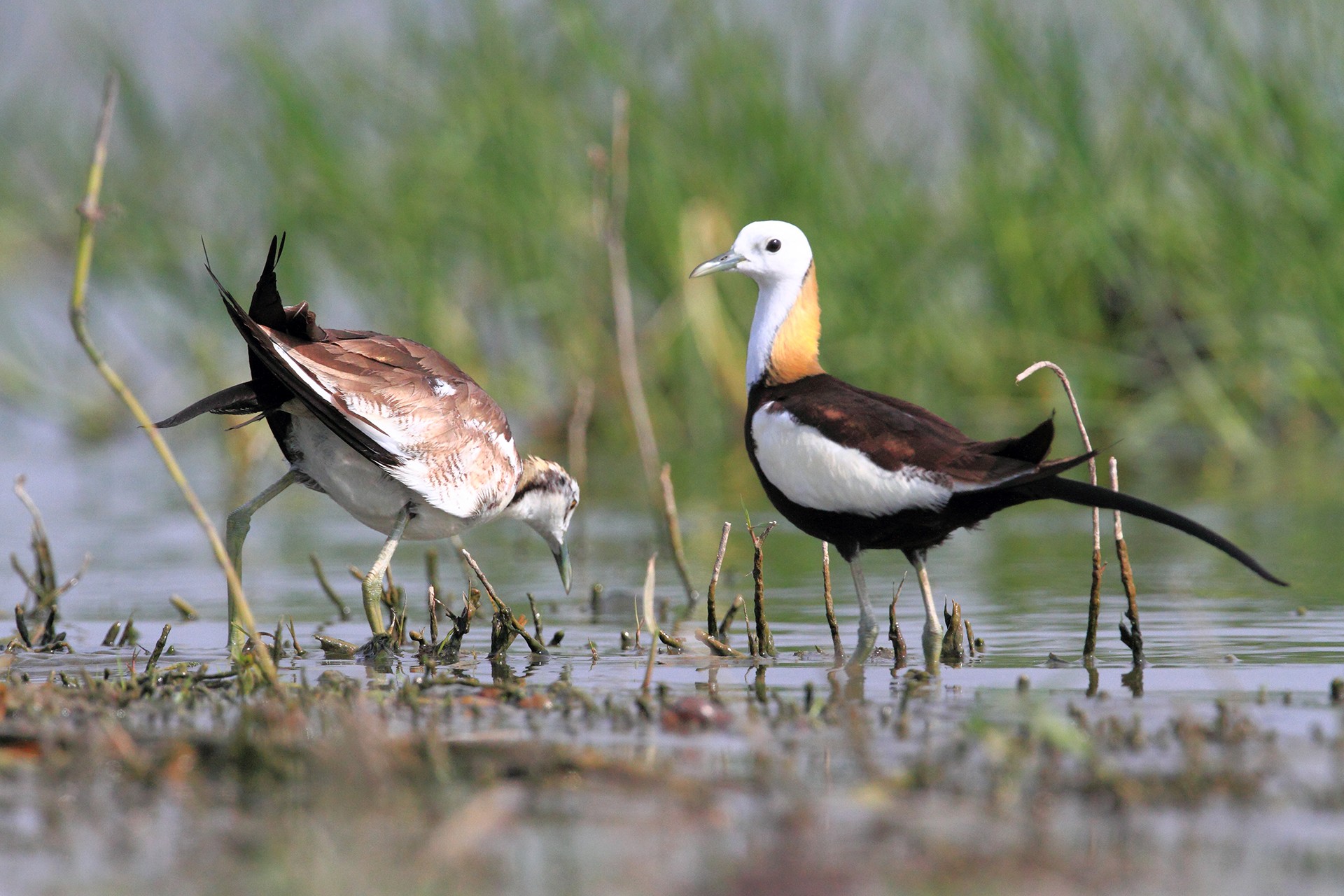 Pheasant tailed jacanas feeding in a wetland