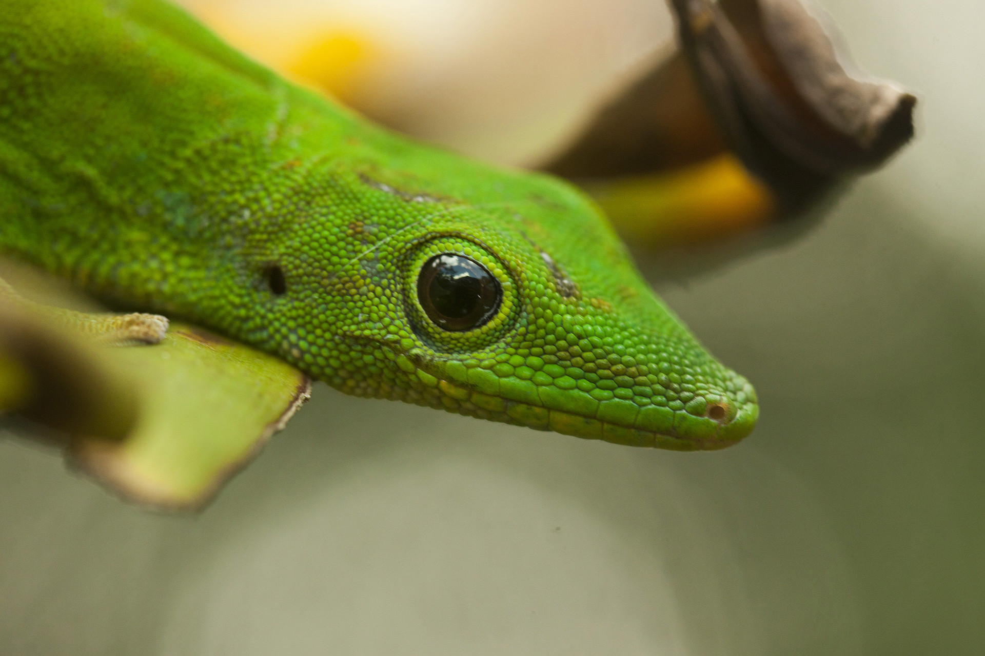      Phelsuma | Nature Infocus