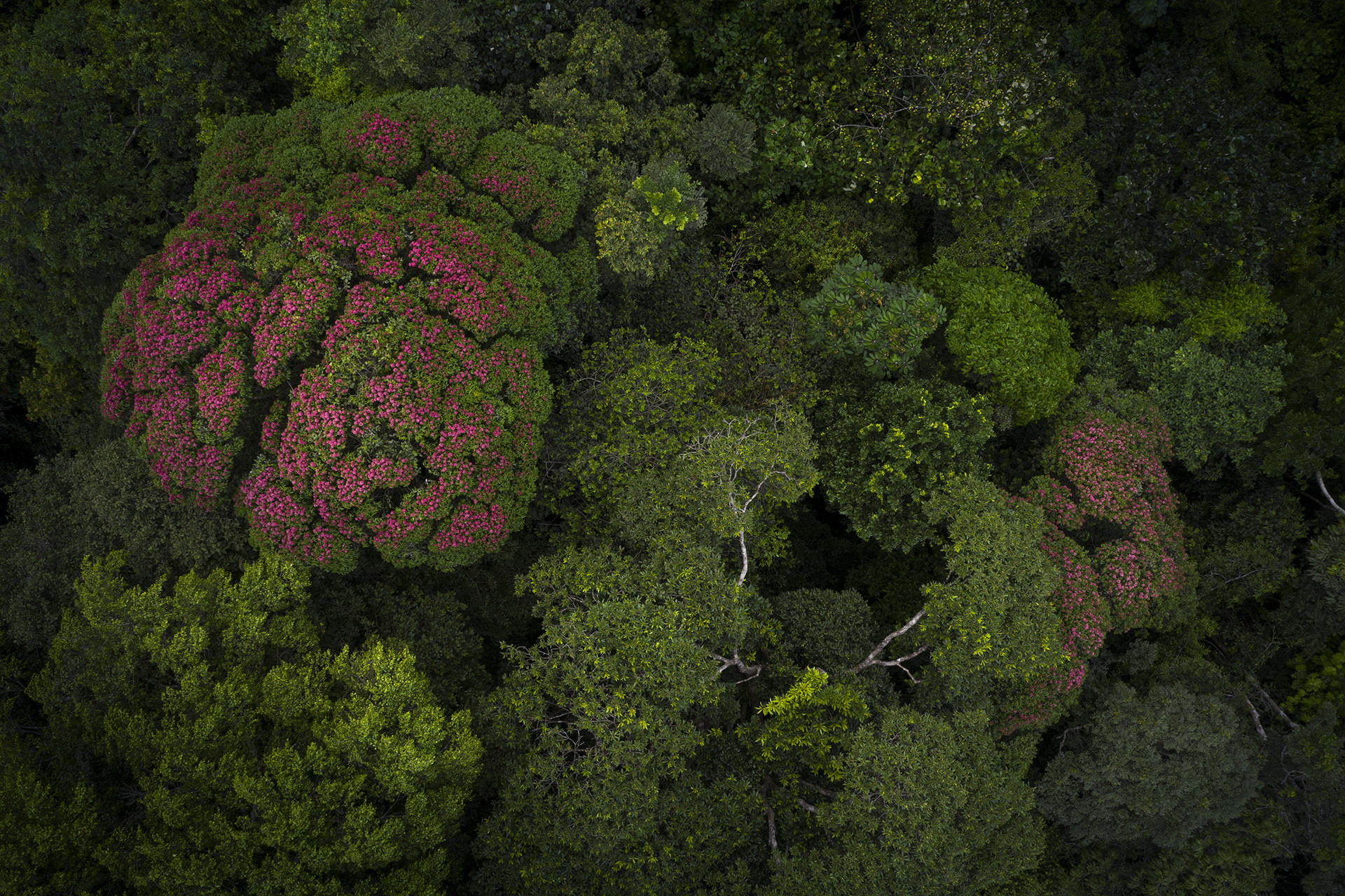 Photo - The Annual Frugivoral Diet Plan | Nature inFocus