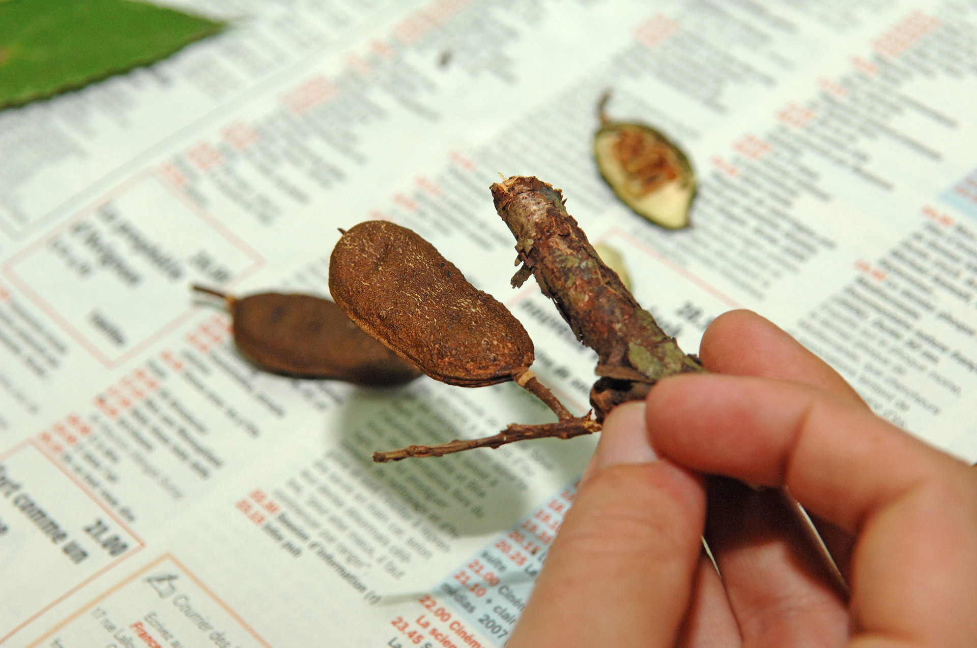 Photo - The Annual Frugivoral Diet Plan | Nature inFocus