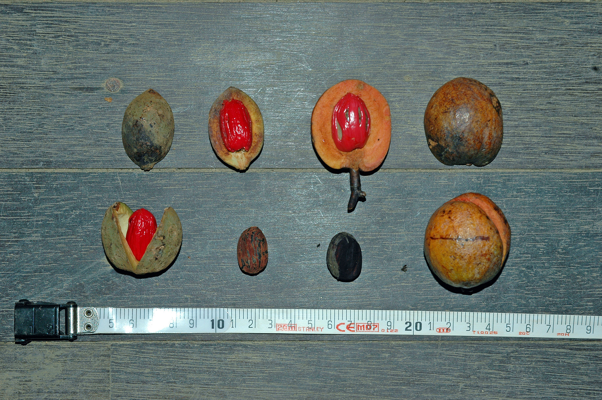Photo   virola michelii kawtae - The Annual Frugivoral Diet Plan | Nature inFocus