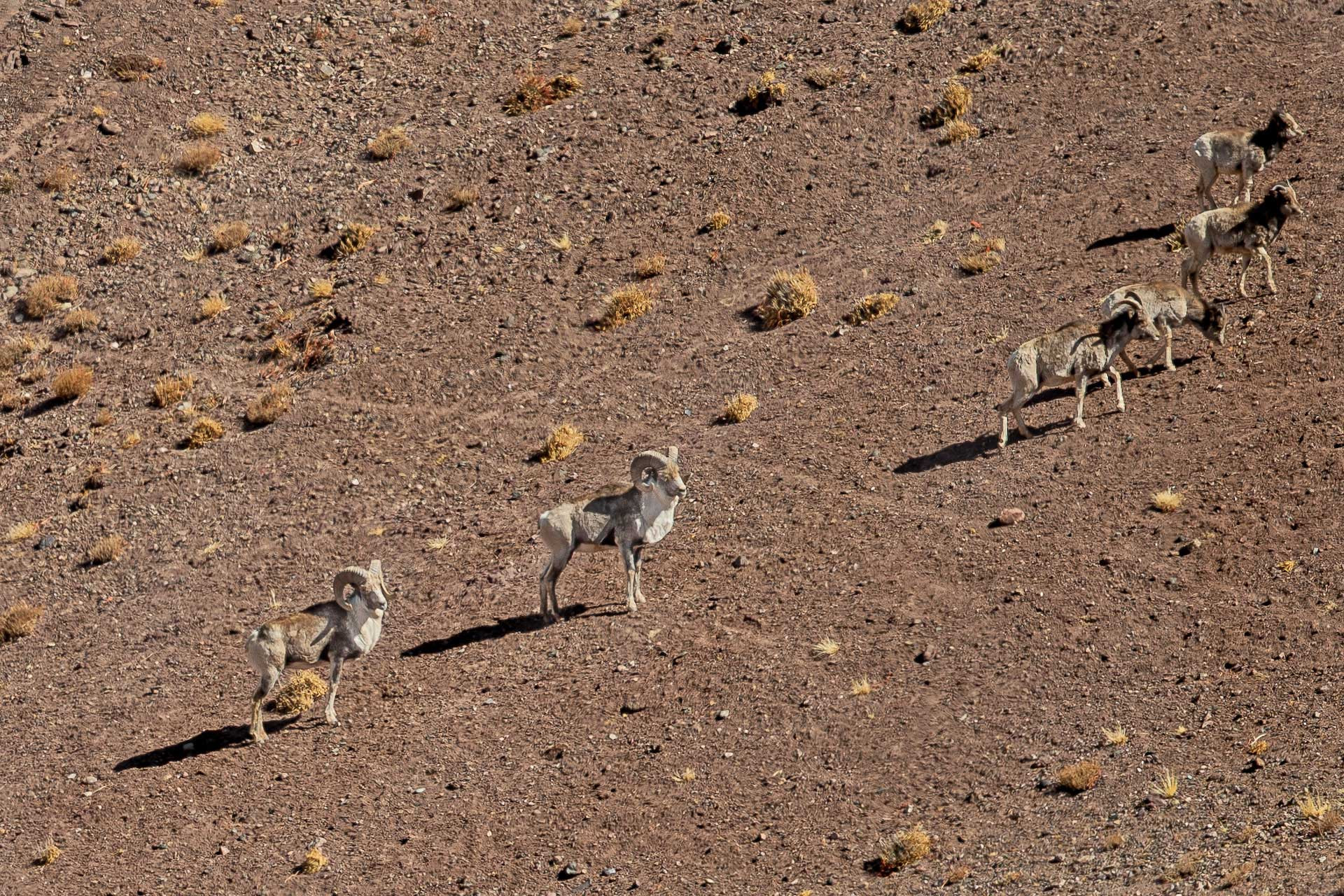 A herd of Tibetan Argali in Tsaba valley, Ladakh