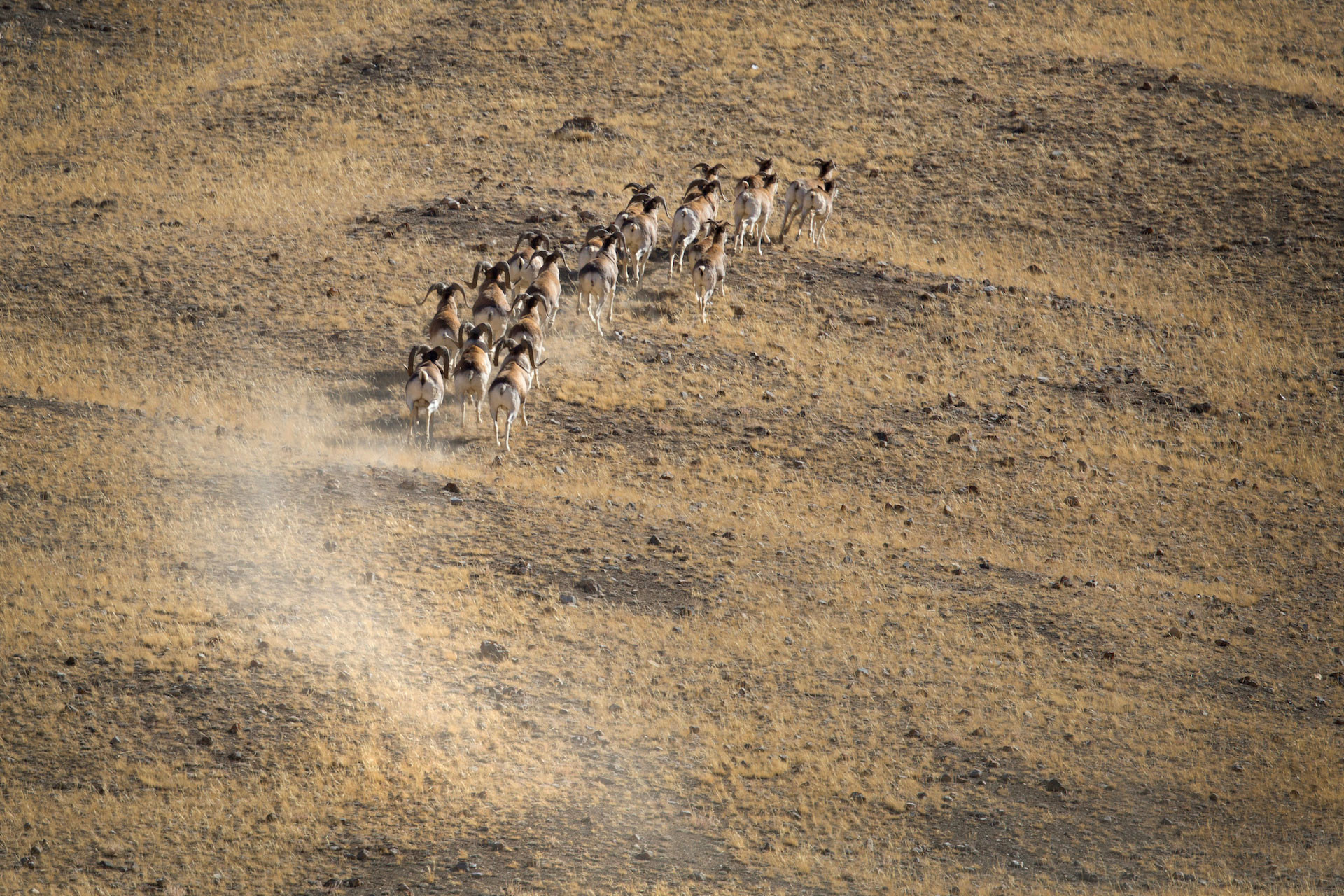 A herd of Argali sheep running