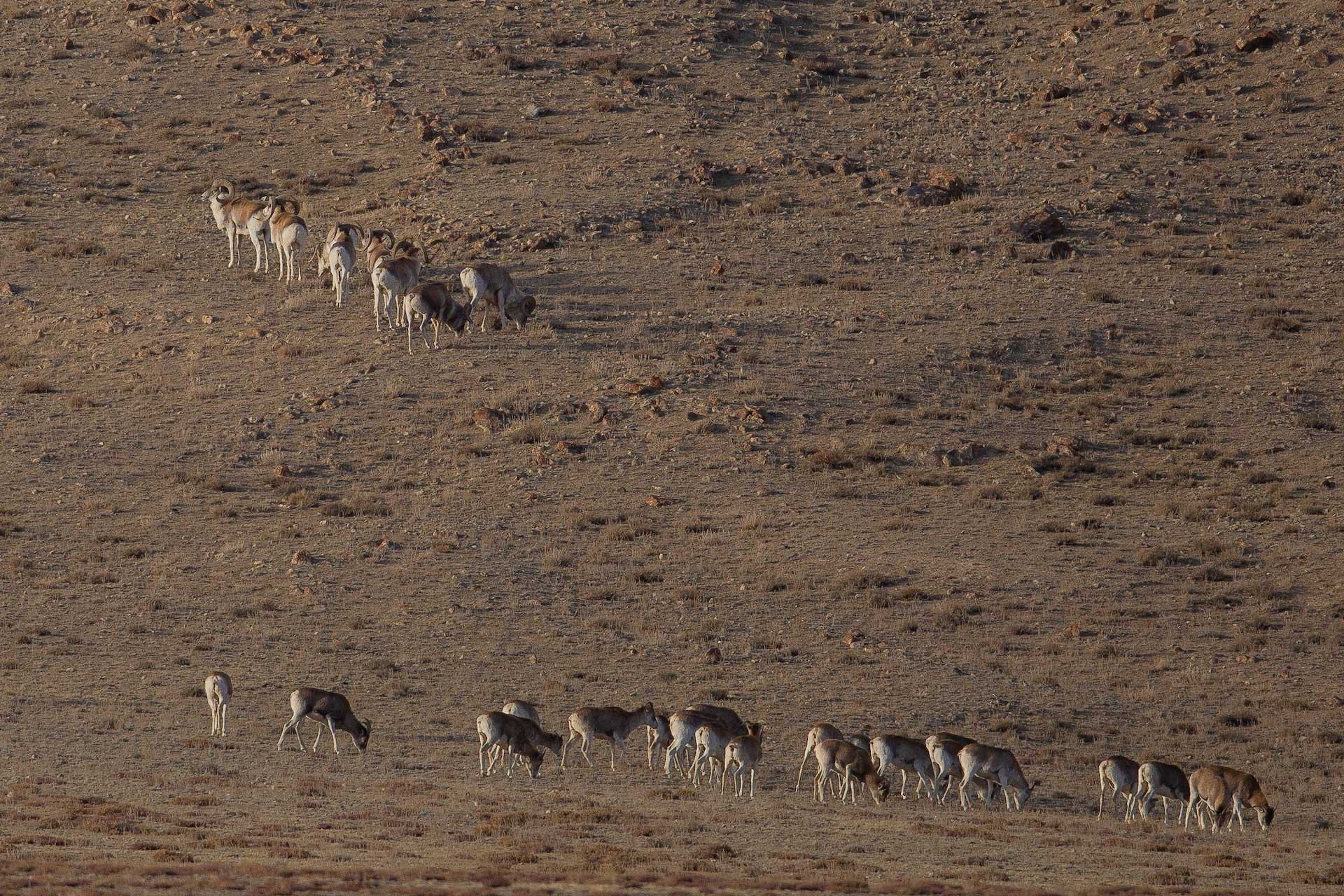 An Argali herd in Kyrgyzstan