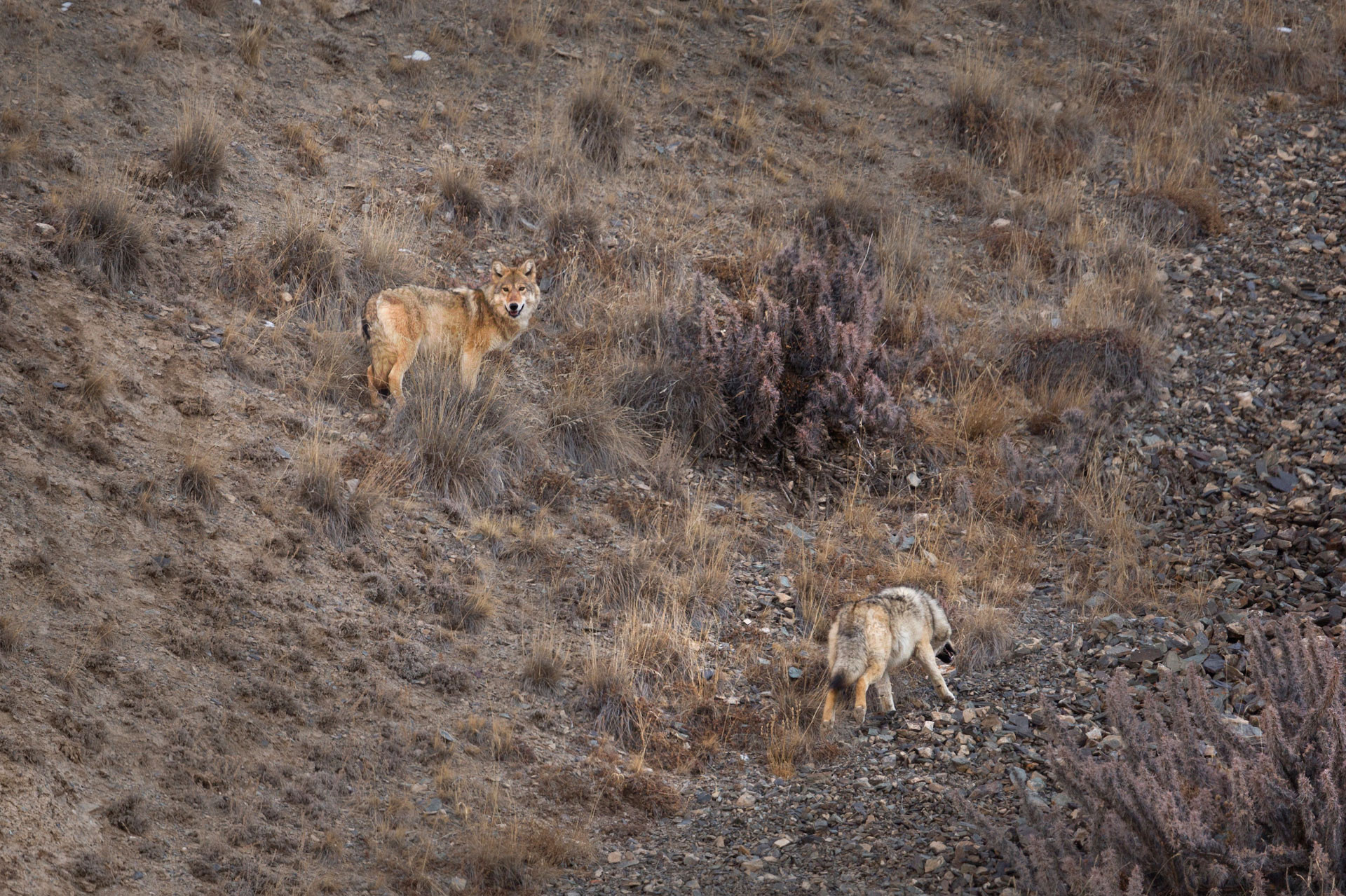 Tibetan Wolves in Changthang Valley