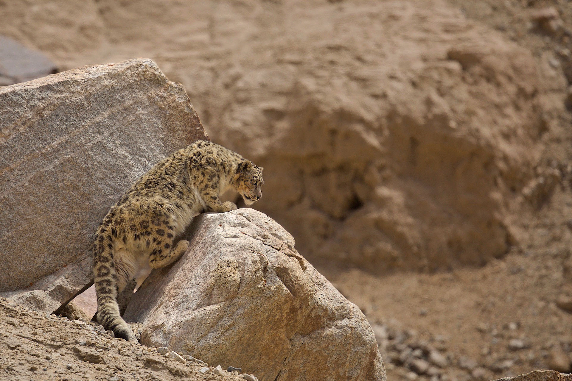Snow Leopard out on a hunt