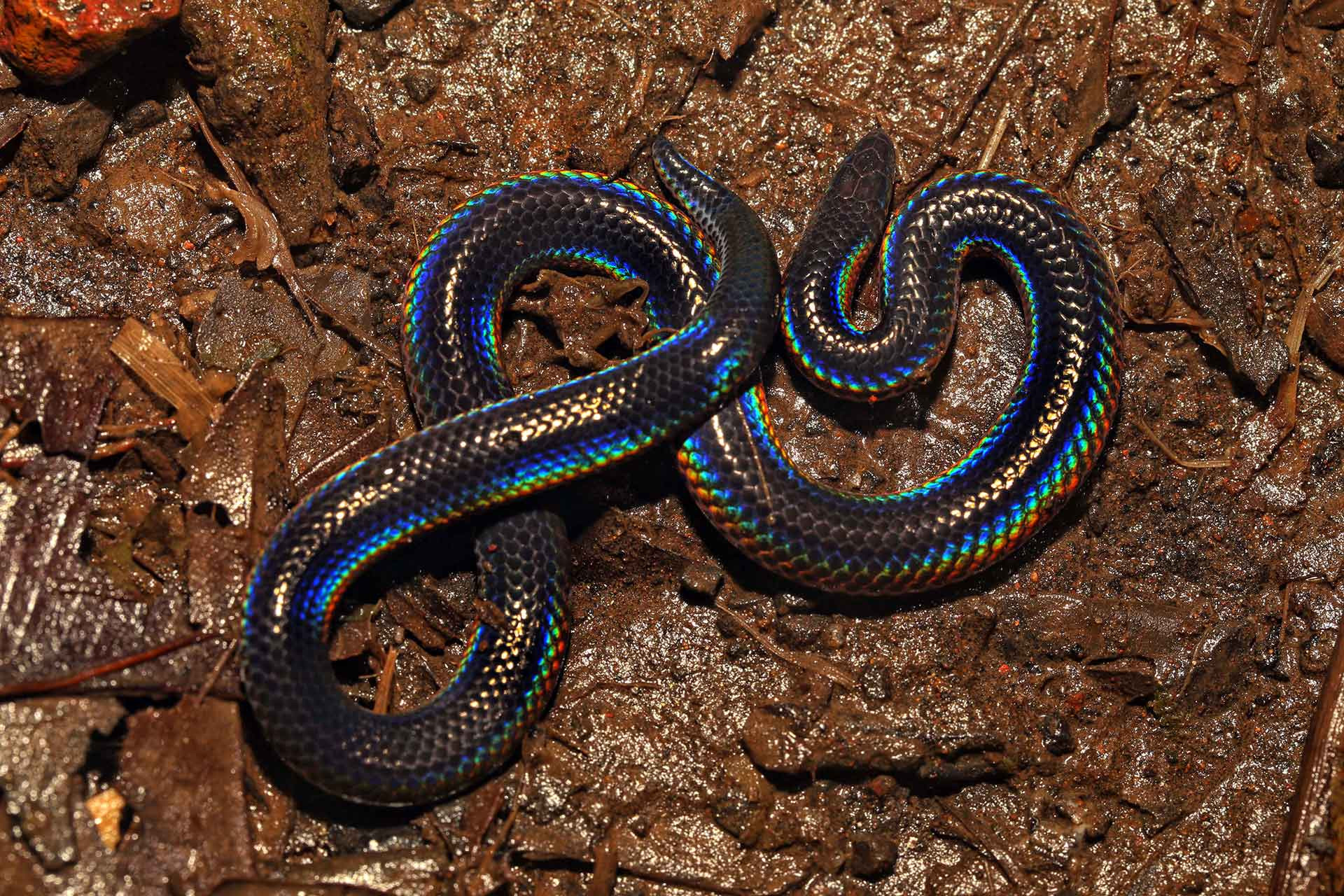 Pied-belly Black Shieldtail (Melanophidium punctatum) also called Beddome's black shieldtail
