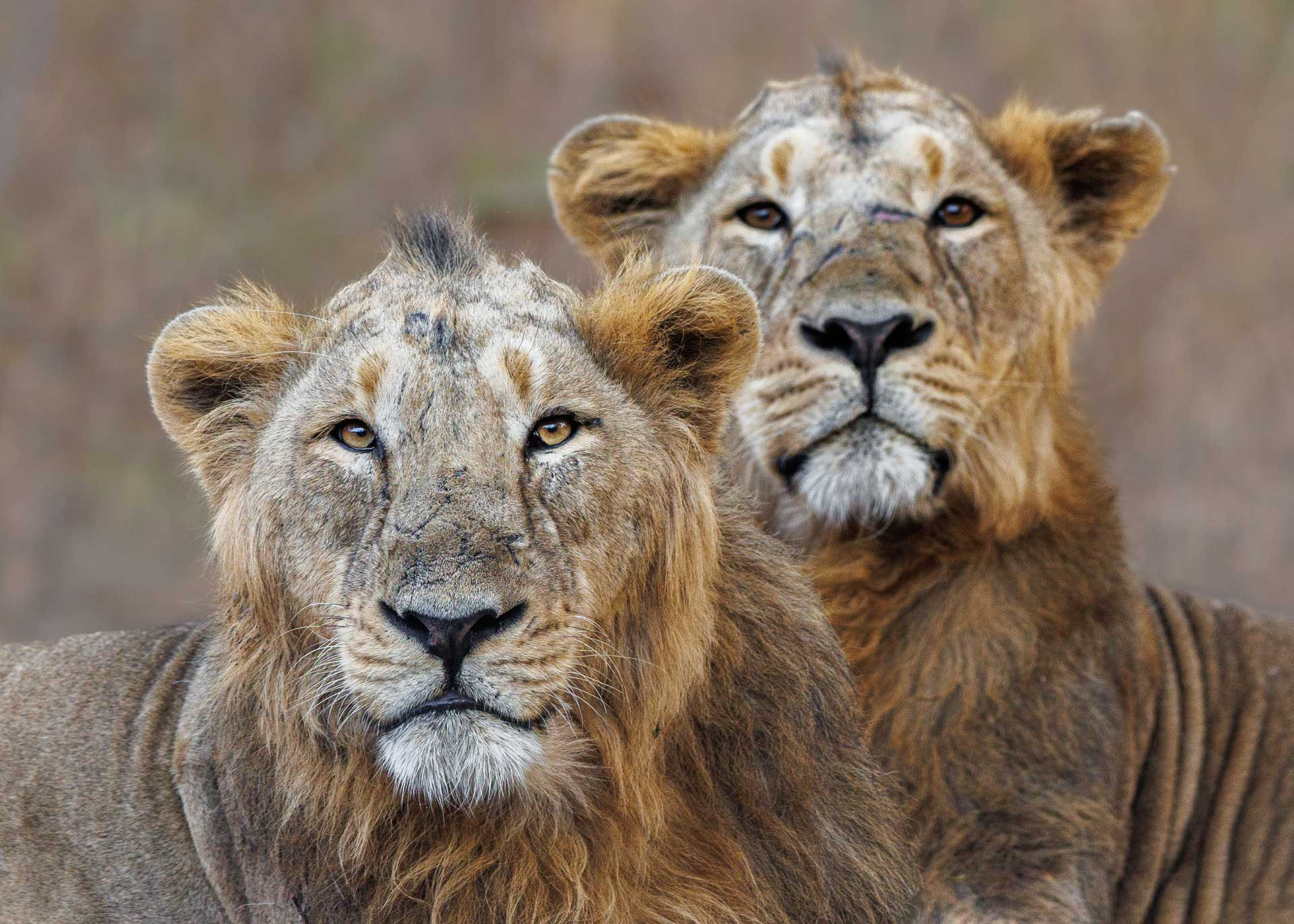 Two lionesses from Gir National Park | Nature inFocus