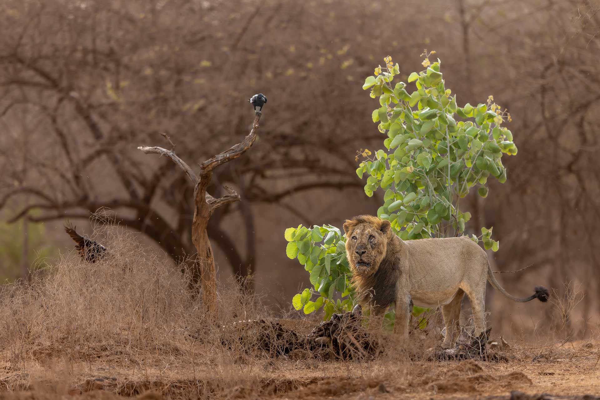 A male Asiatic Lion and a crow, in the Gir forest | Nature inFocus