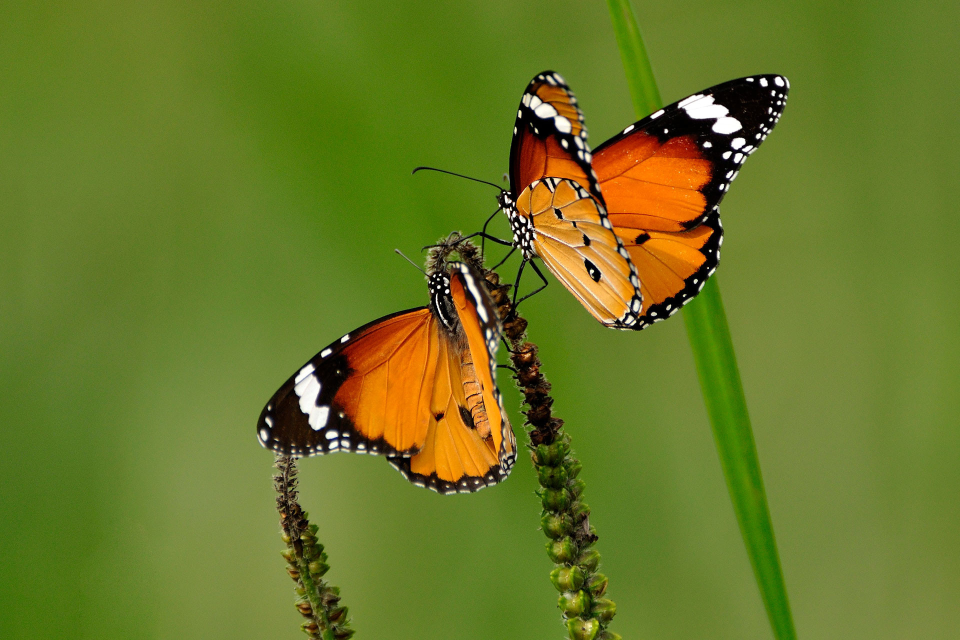      Plain Tiger Radha Rangarajan | Nature Infocus