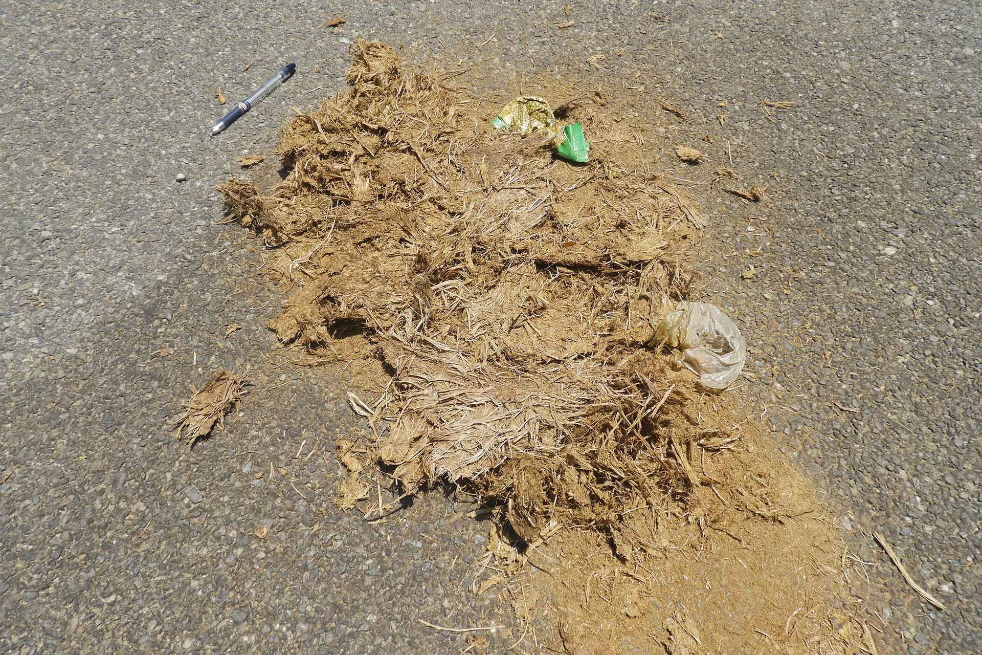 Plastic in elephant dung | Nature inFocus