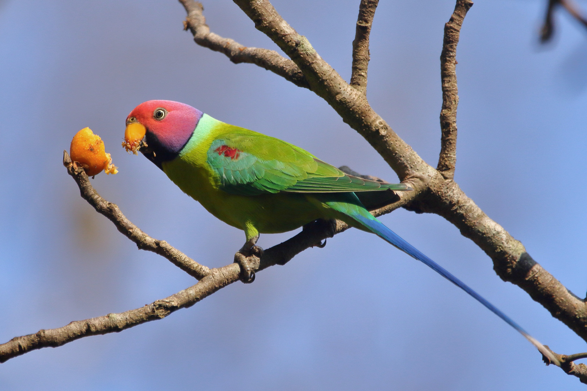 Plum-headed Parakeet or Blossom Headed Parakeet feeding on a fig
