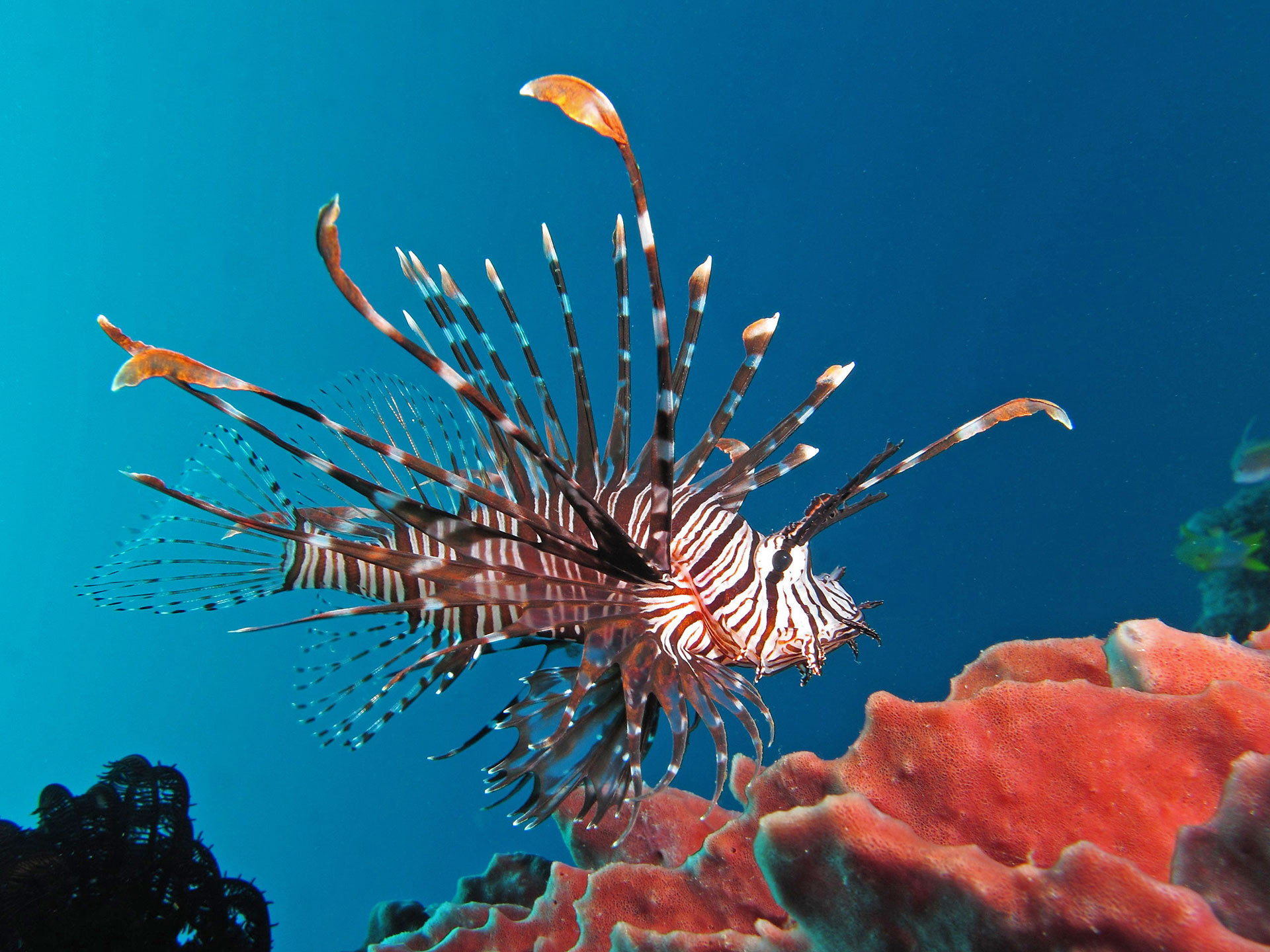 Pondicherry Red lionfish near Gilli Banta Island | Nature Infocus