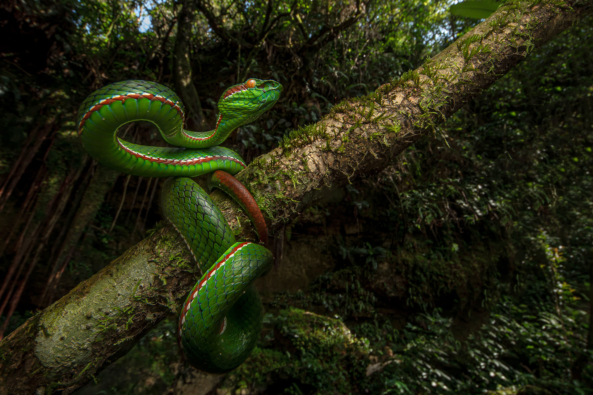 Pope’s Pit Viper Trimeresurus popeiorum