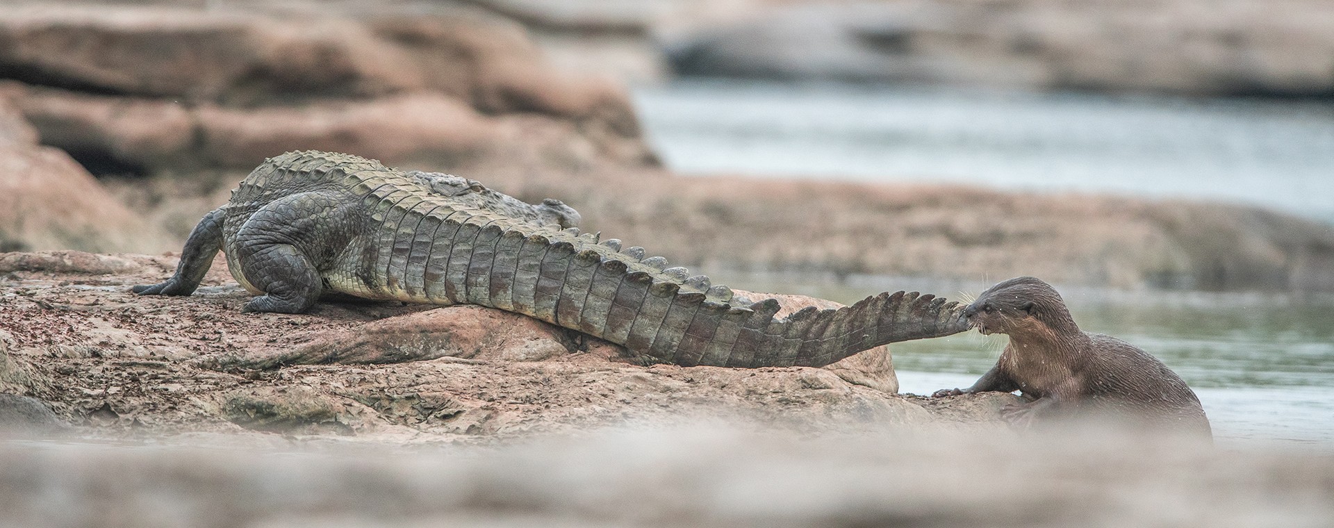Portraits   ashit choudhary - Nature inFocus Photography Awards 2018: The Winners | Nature inFocus