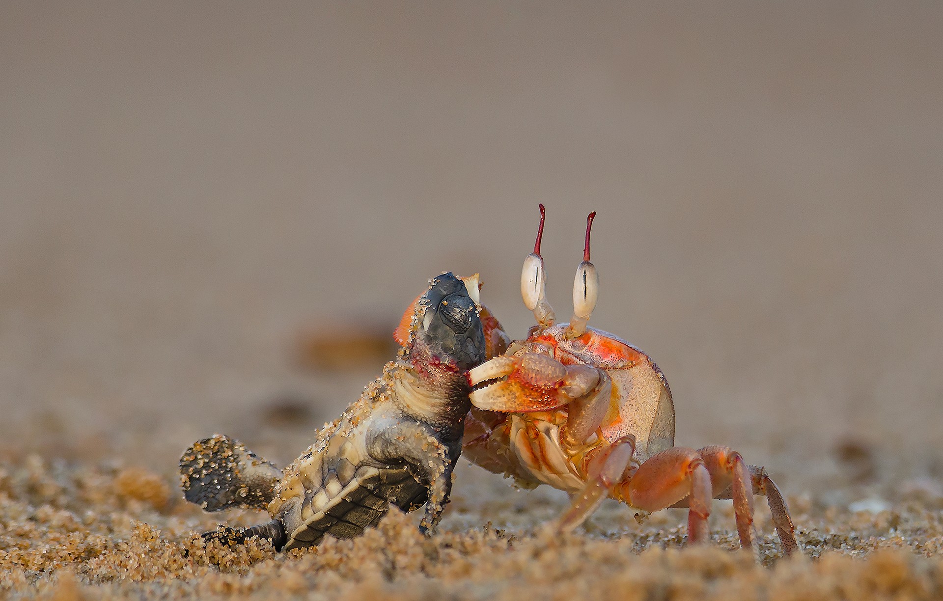 Portraits   biplab hazra - Nature inFocus Photography Awards 2018: The Winners | Nature inFocus