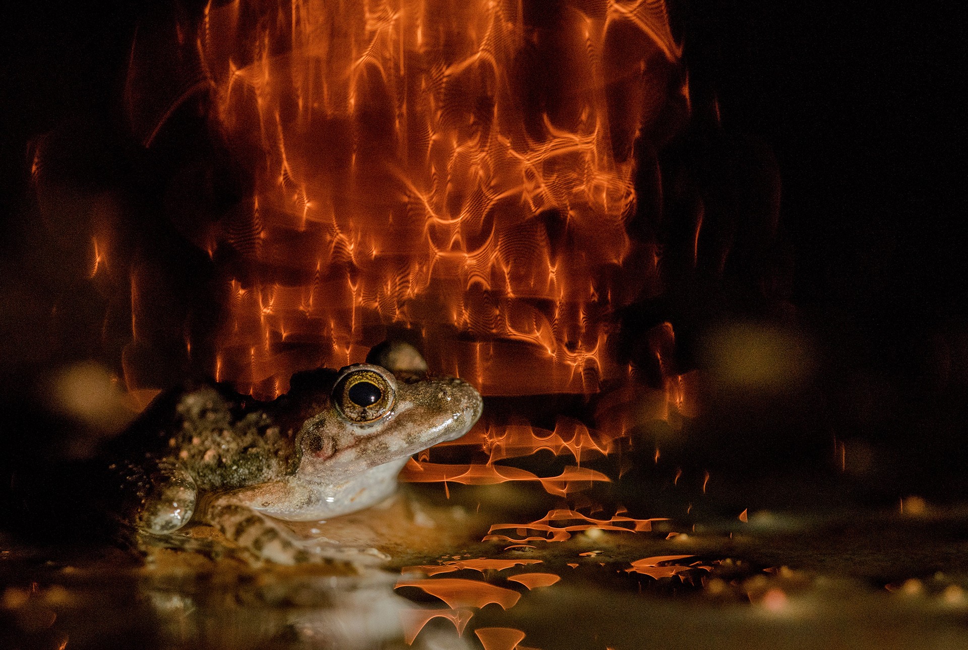 Portraits   mandar ghumare - Nature inFocus Photography Awards 2018: The Winners | Nature inFocus