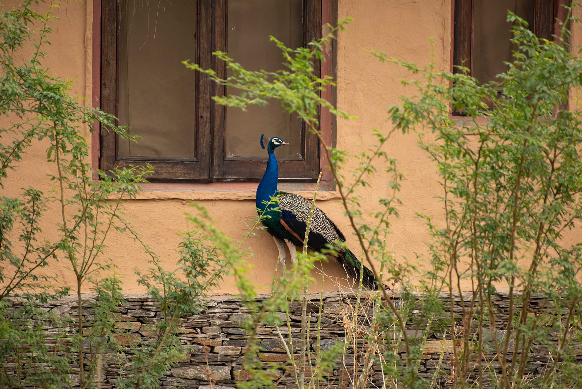 PP HiRes Brij DSC | Nature Infocus