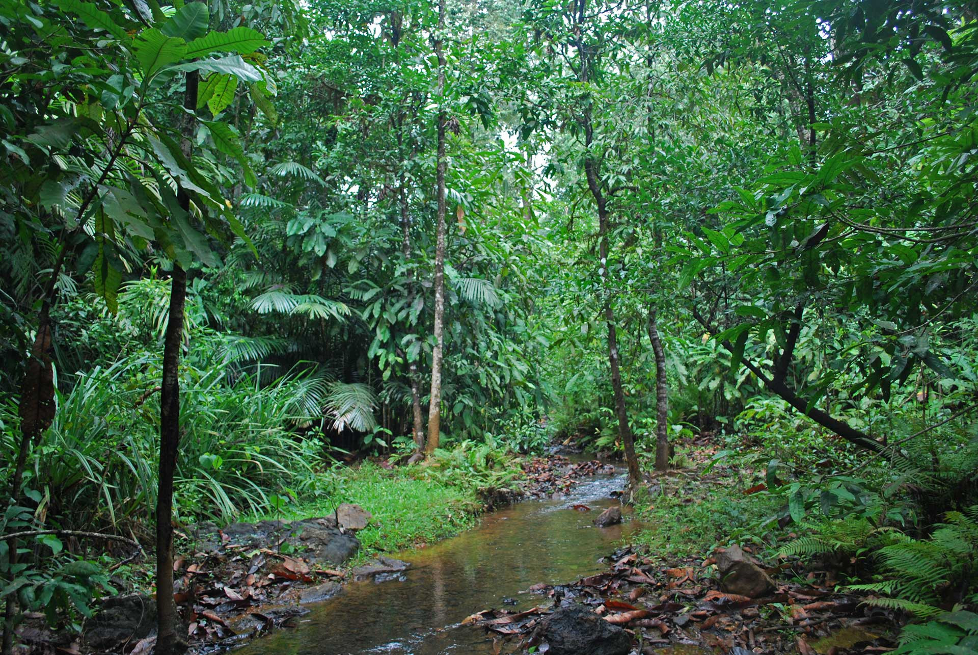 freshwater stream flowing in a tropical wet evergreen forest in the Western Ghats
