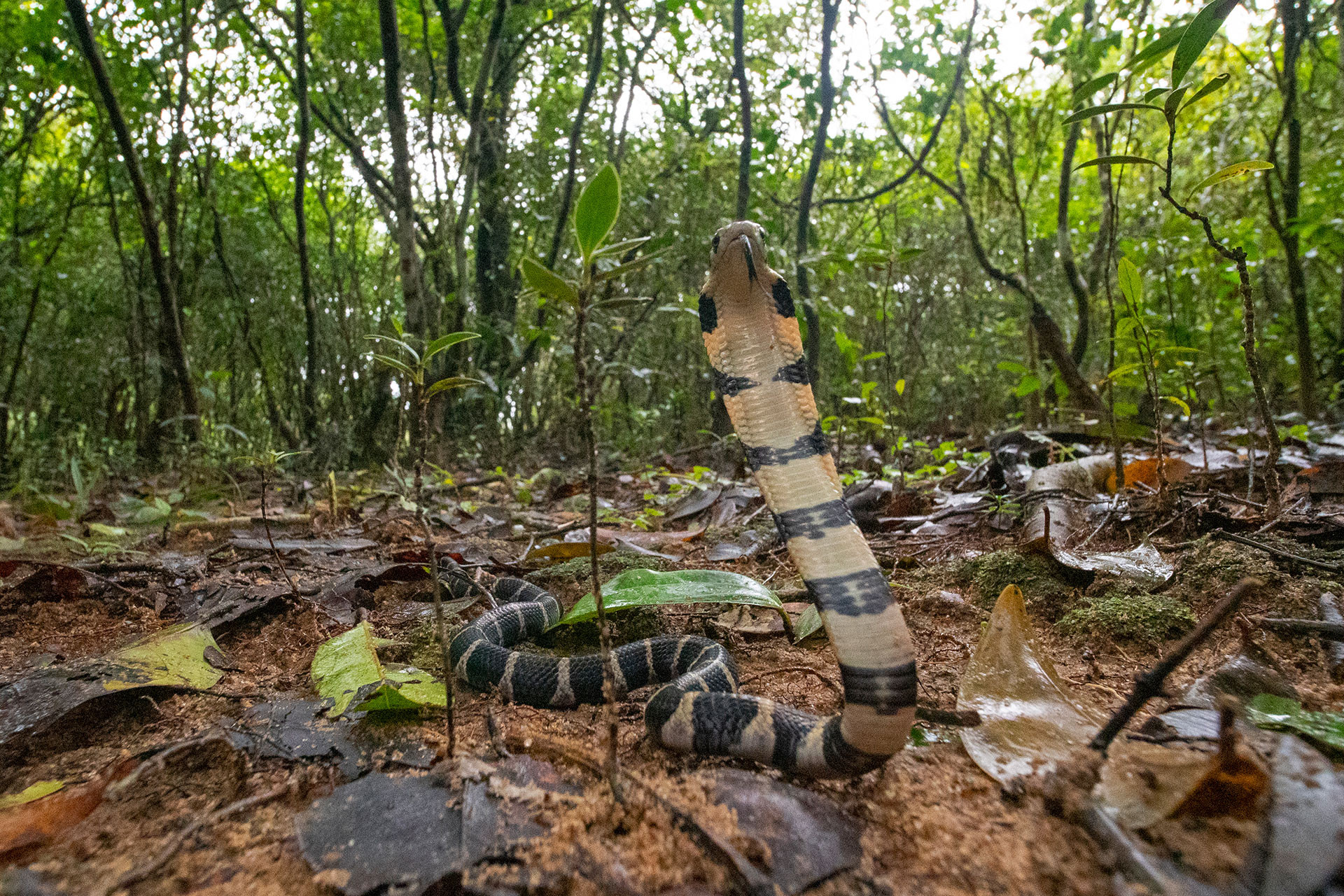 King Cobra hatchling in Agumbe | Nature inFocus
