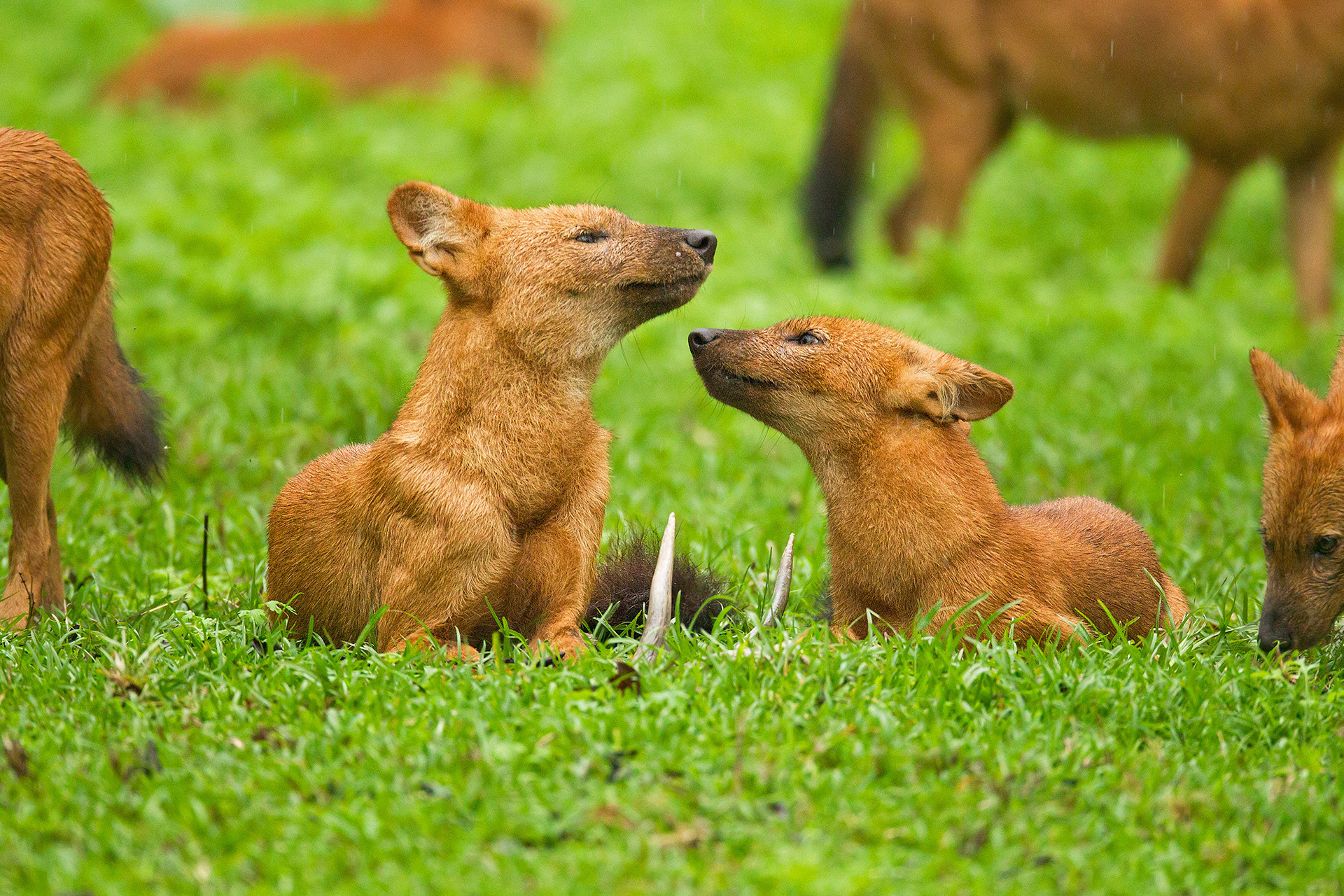 Dhole mother and cub