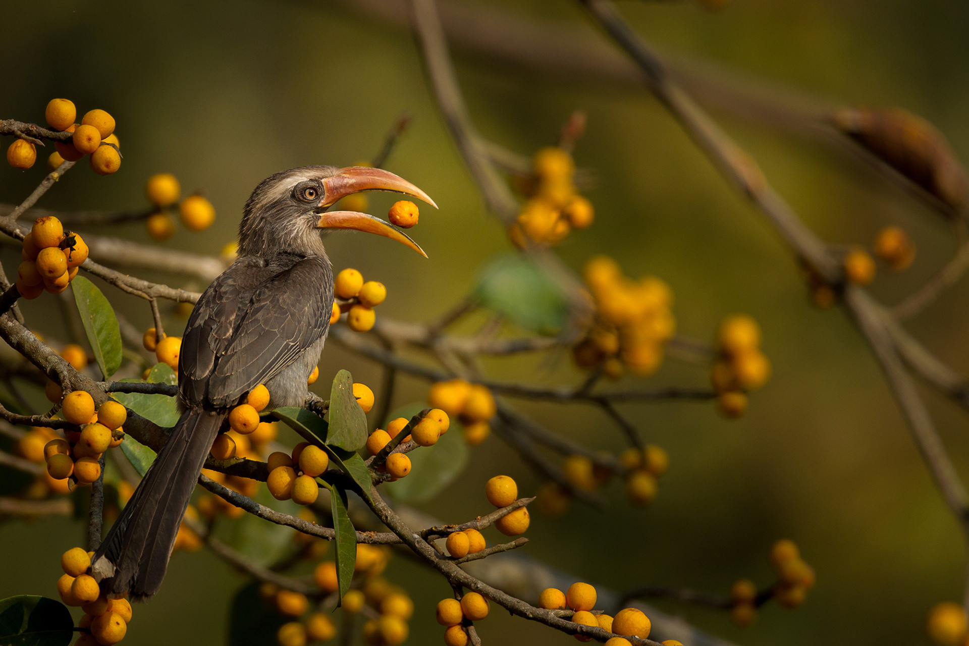Malabar Grey Hornbill feeding on ficus fruit in Dandeli Kali Tiger Reserve Karnataka