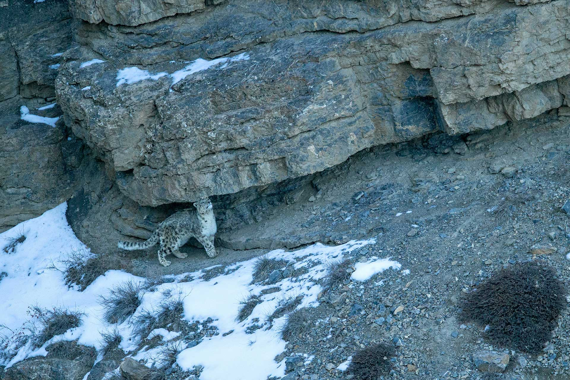 Snow Leopard rubs itself against rockface