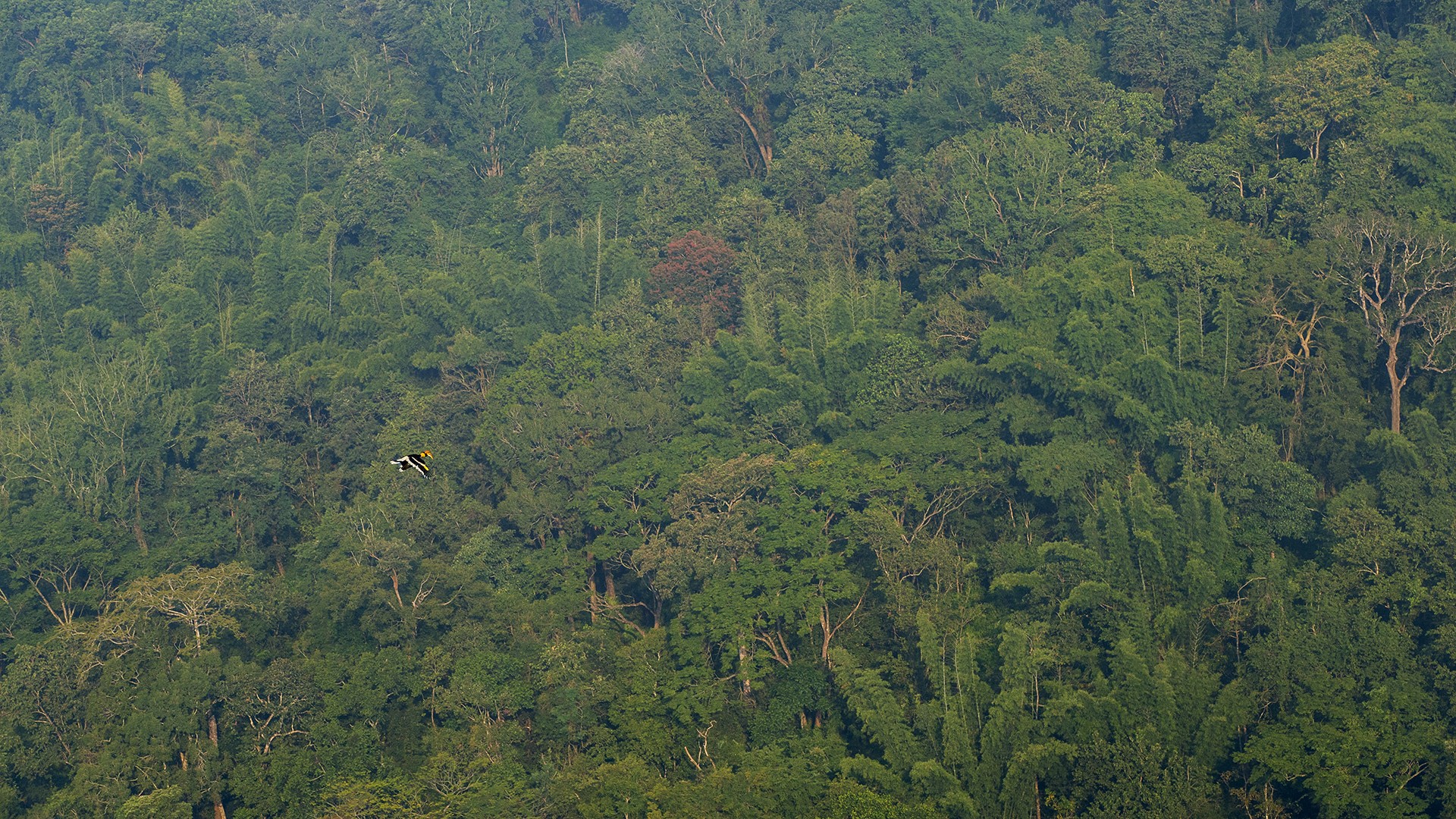 Prakash ramakrishnan hornbill rainforests - The Wild Nation – Rainforests | Nature inFocus