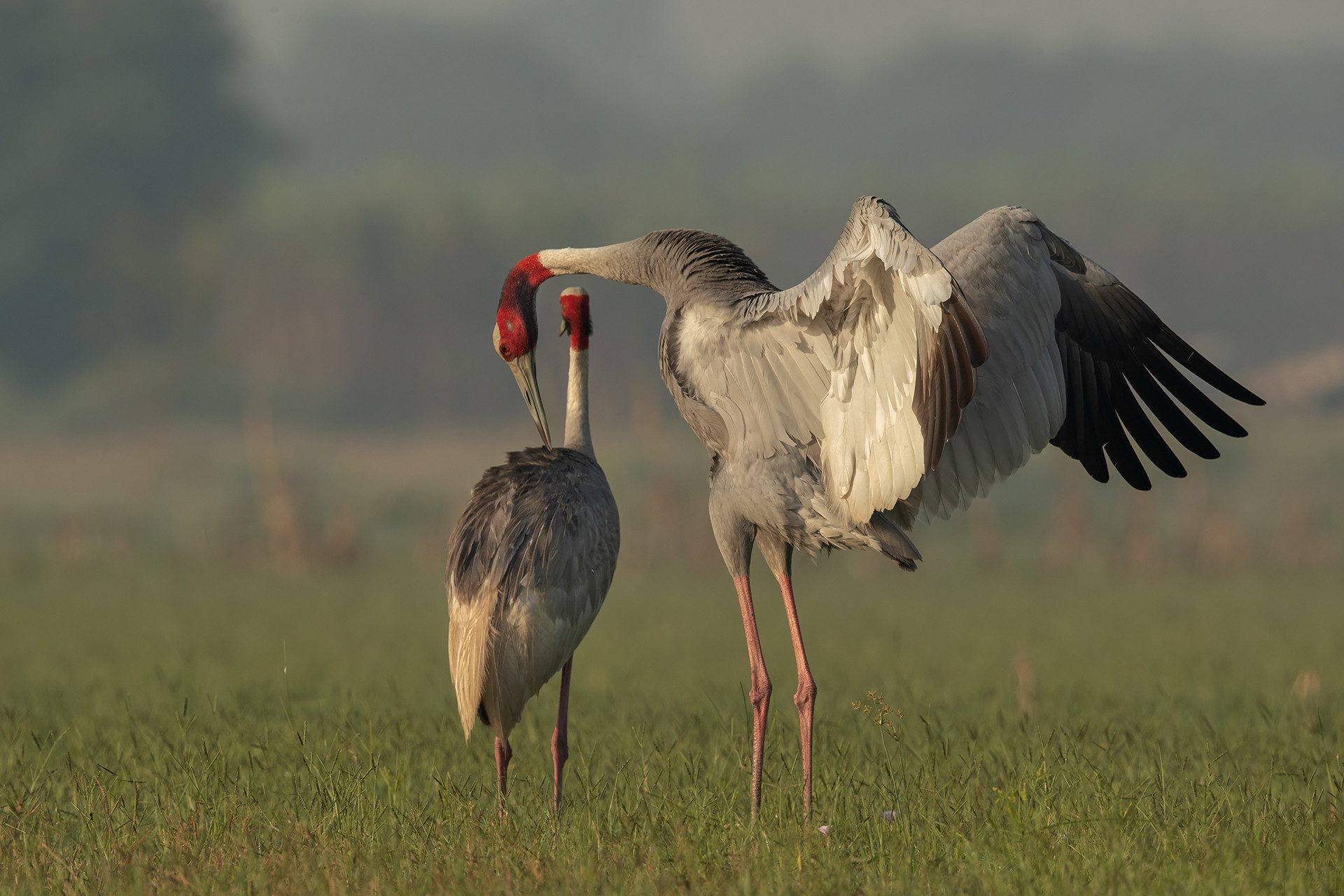 Sarus Crane in Dhanauri Wetlands, Uttar Pradesh