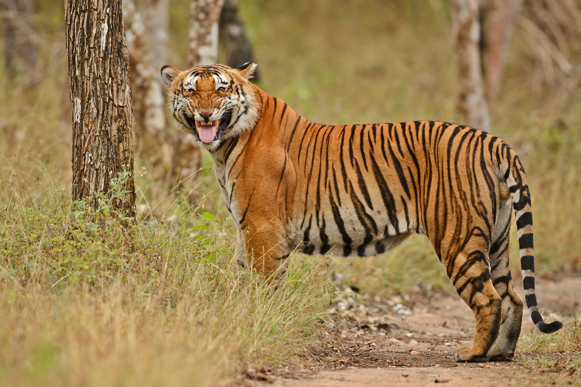 Tiger showing Flehmen response in Bandipur National Park