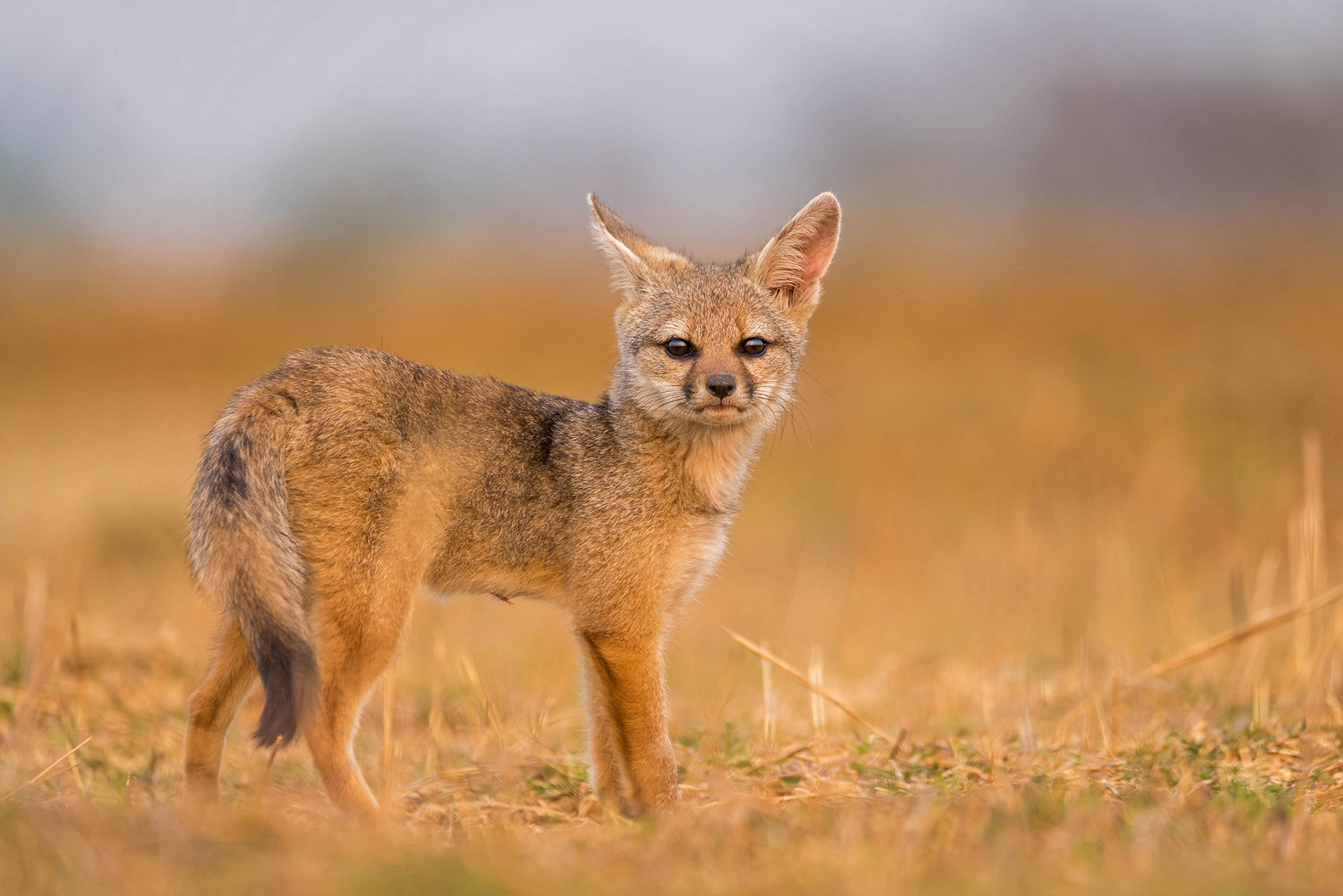 Indian fox seen near farm land