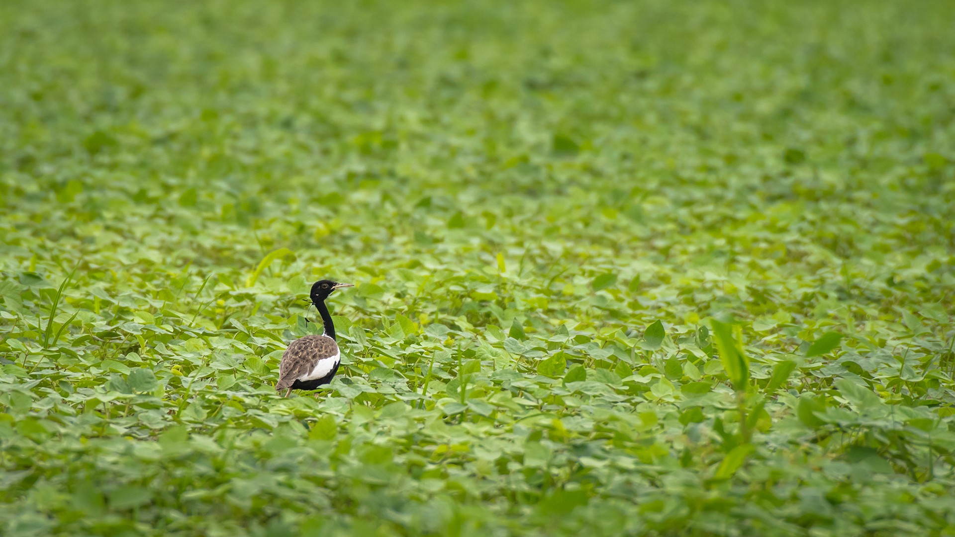 Prasenjit choudhury - Grassland Birds | Nature inFocus
