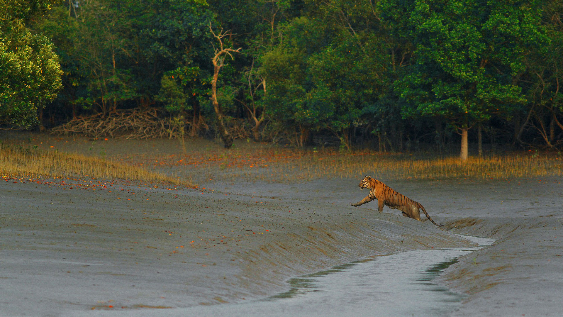 Tiger in the mangrove forest in Sunderbans National Park