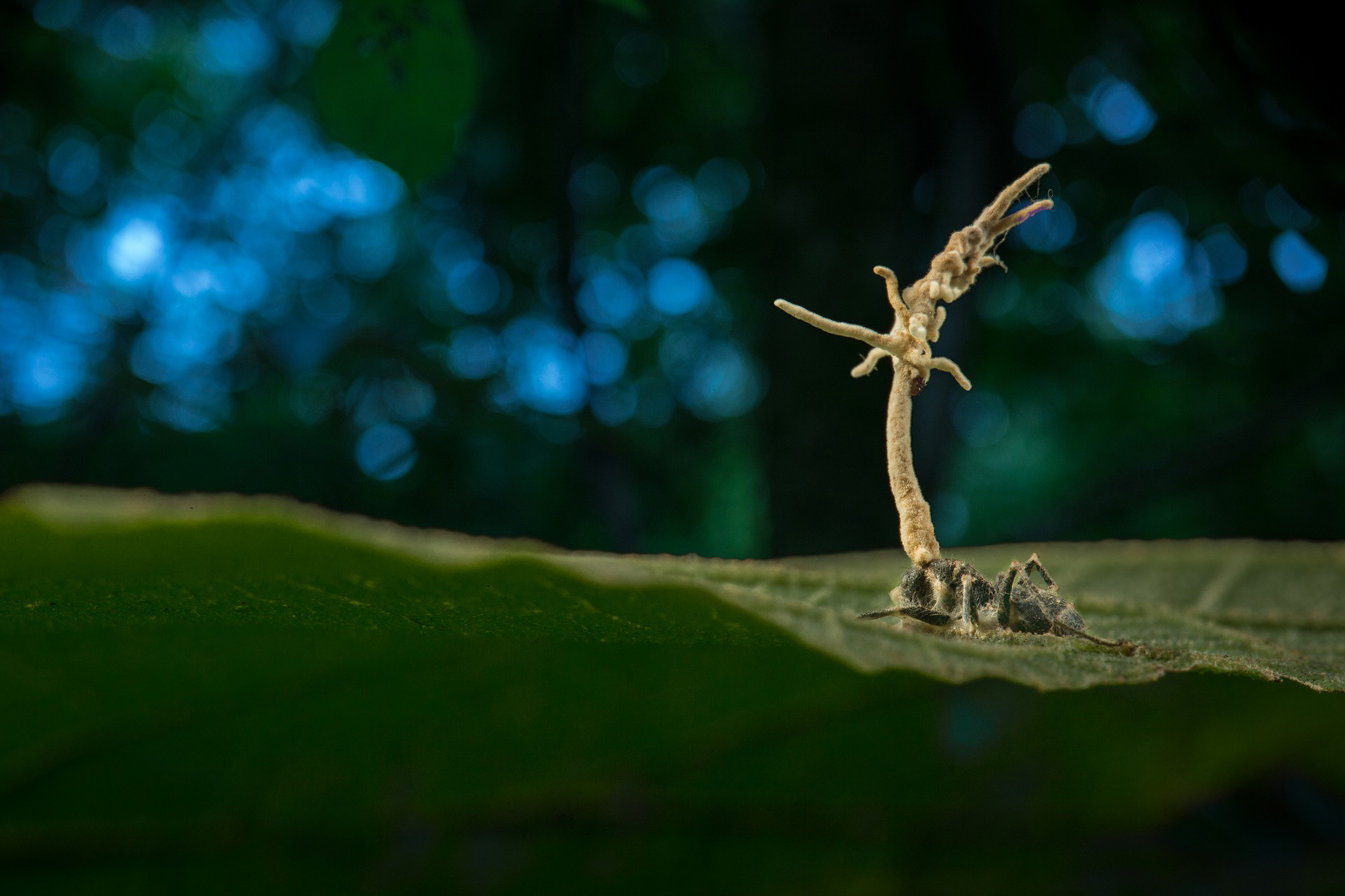 An ant affected by a Zombie Ant Fungus (Ophiocordyceps)