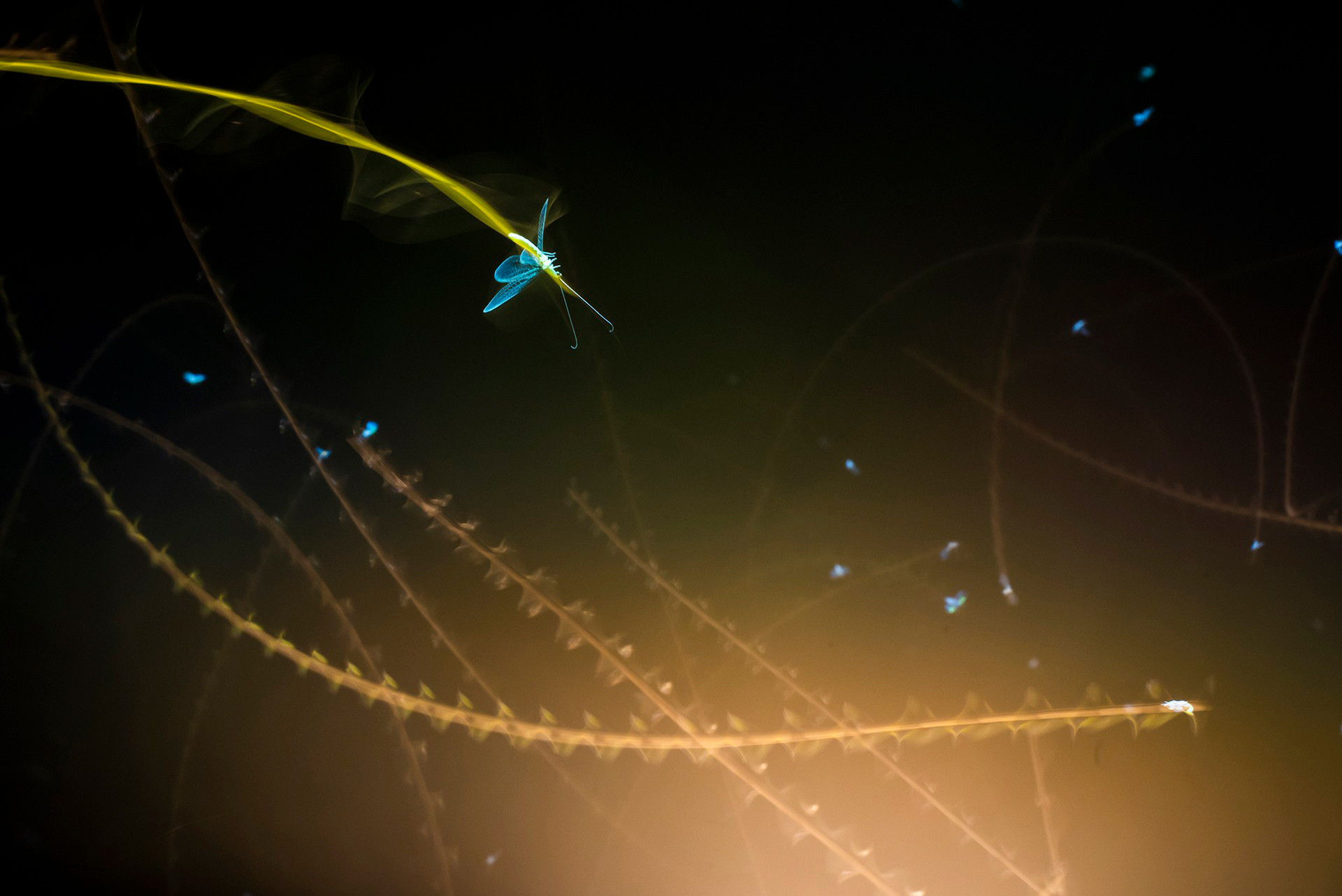 Mayfly flying at night