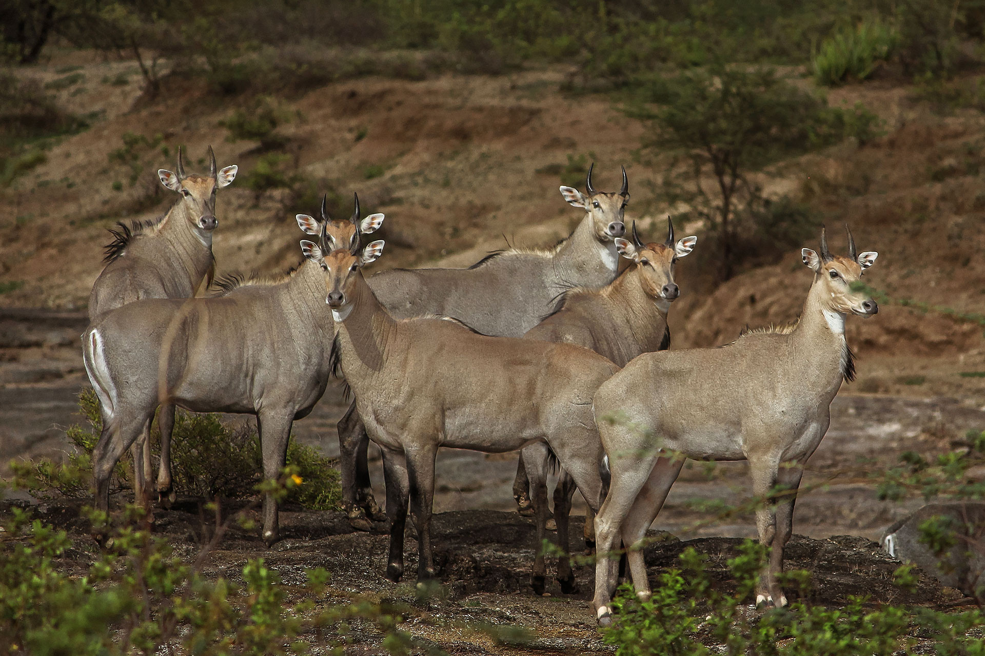A herd of Nilgai or Bluebull