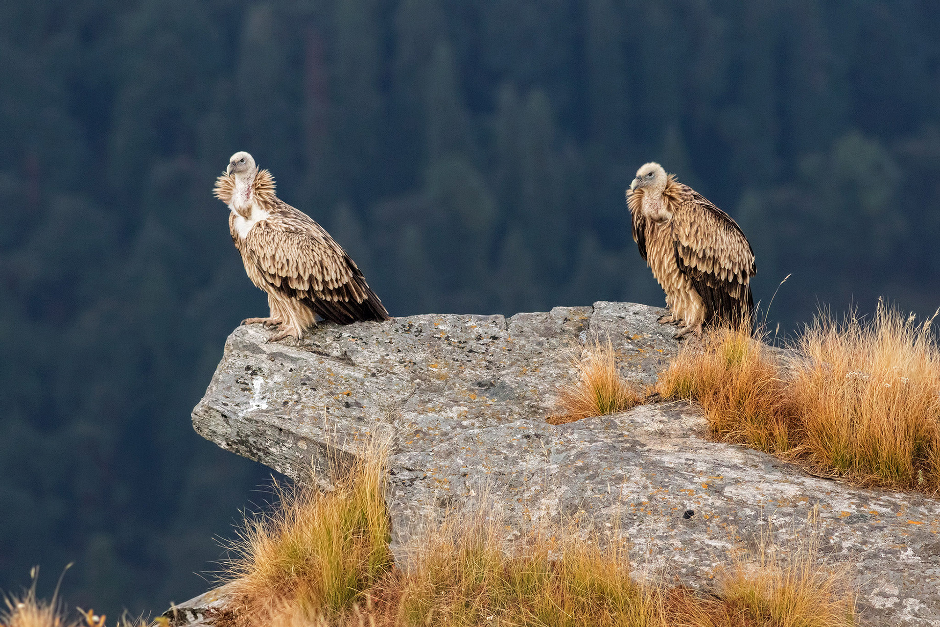 Himalayan Vulture or Himalayan Griffon Gyps himalayensis