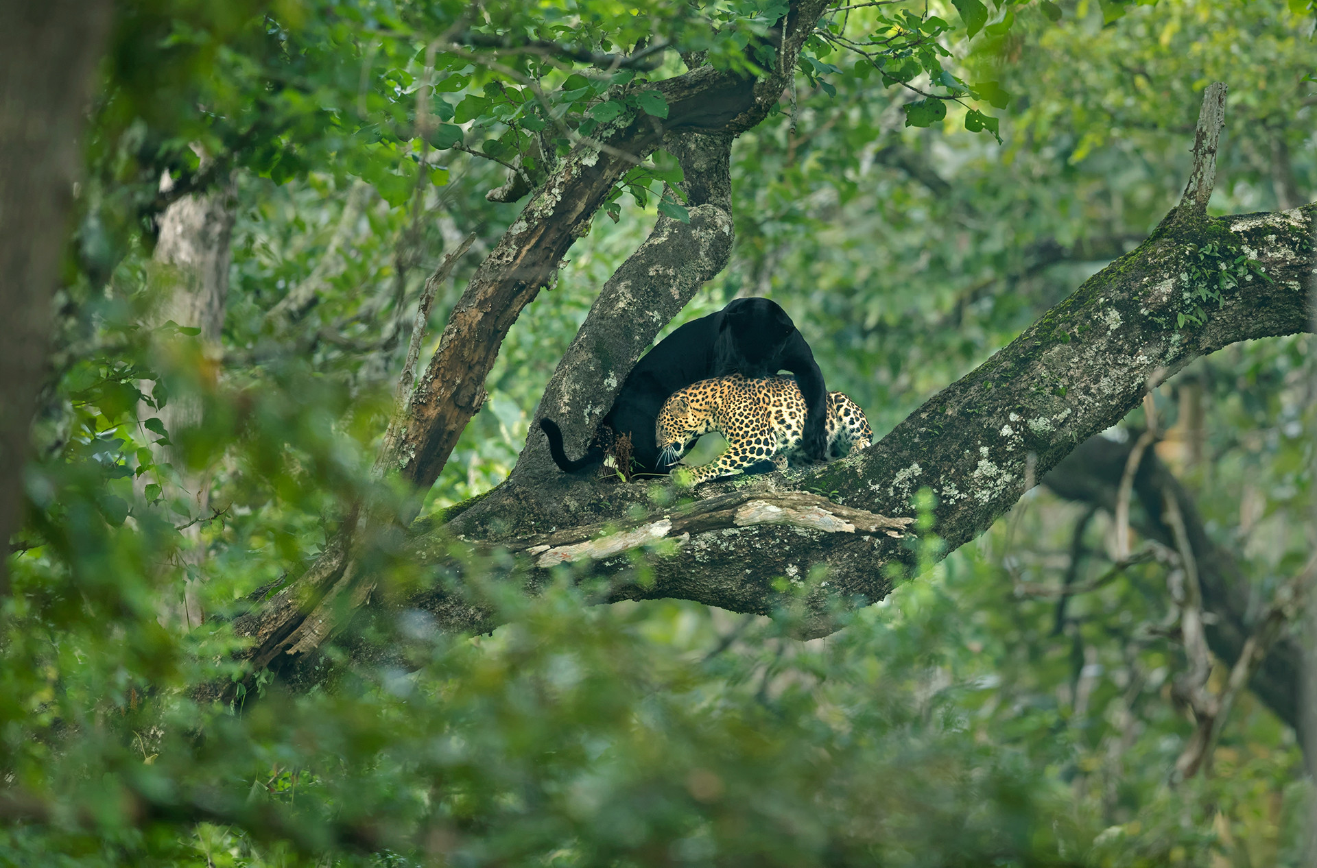 Black Panther and leopard mating in Kabini Nagarahole