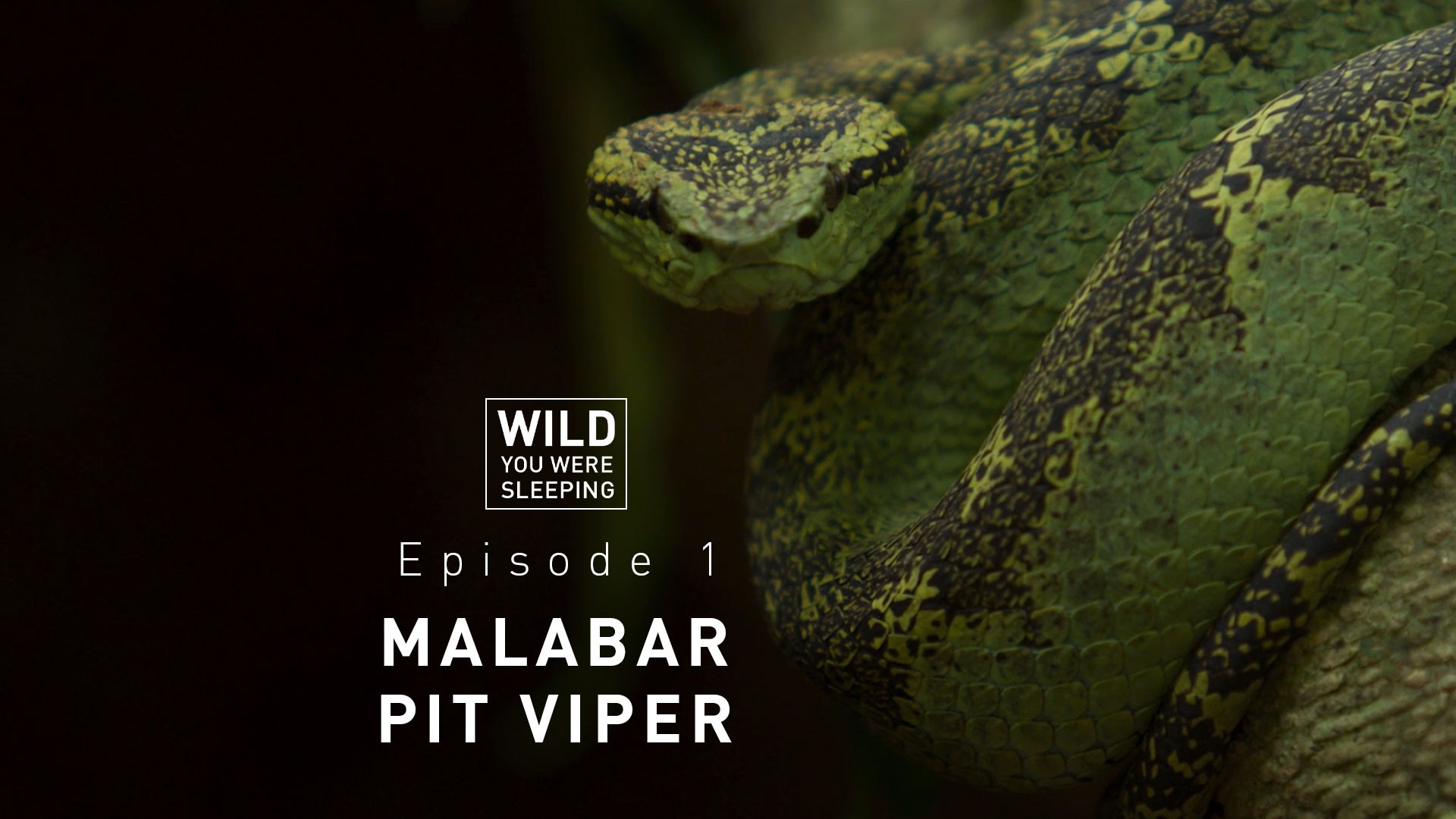 Prof NH Siddhartha Ganesh video cover | Nature Infocus