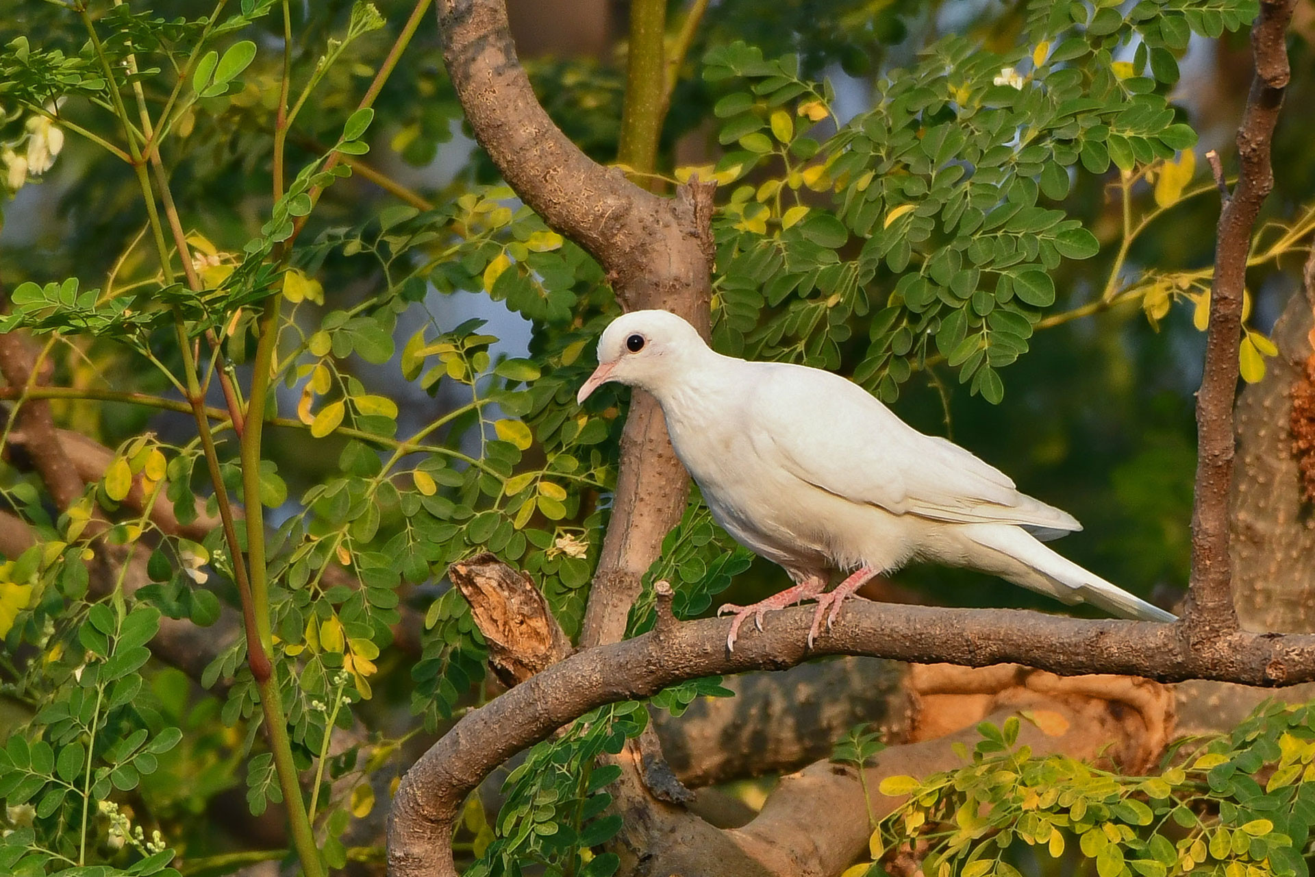 Leucistic Laughing Dove