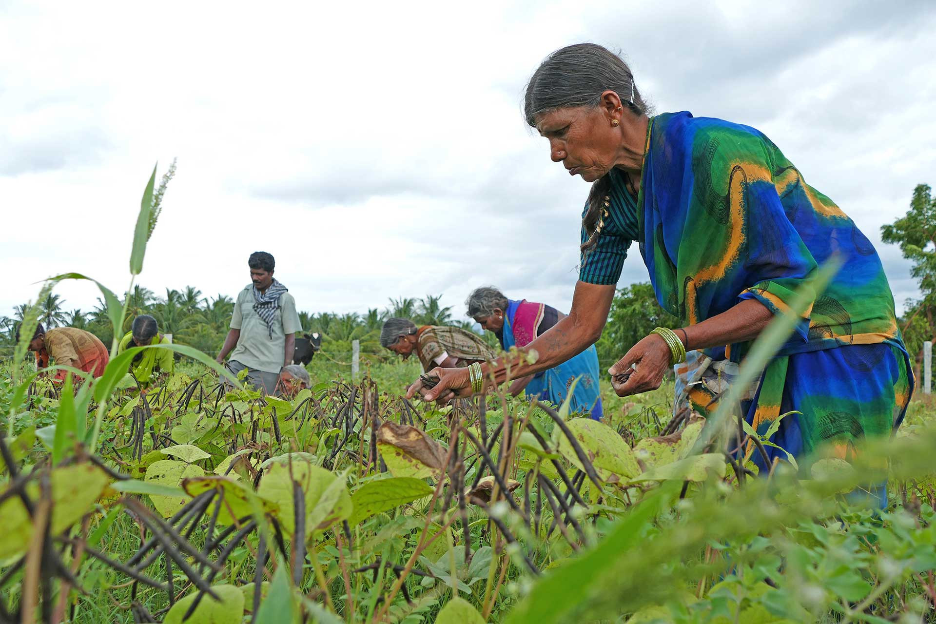 Angarike Maala land restoration project by Punarchith