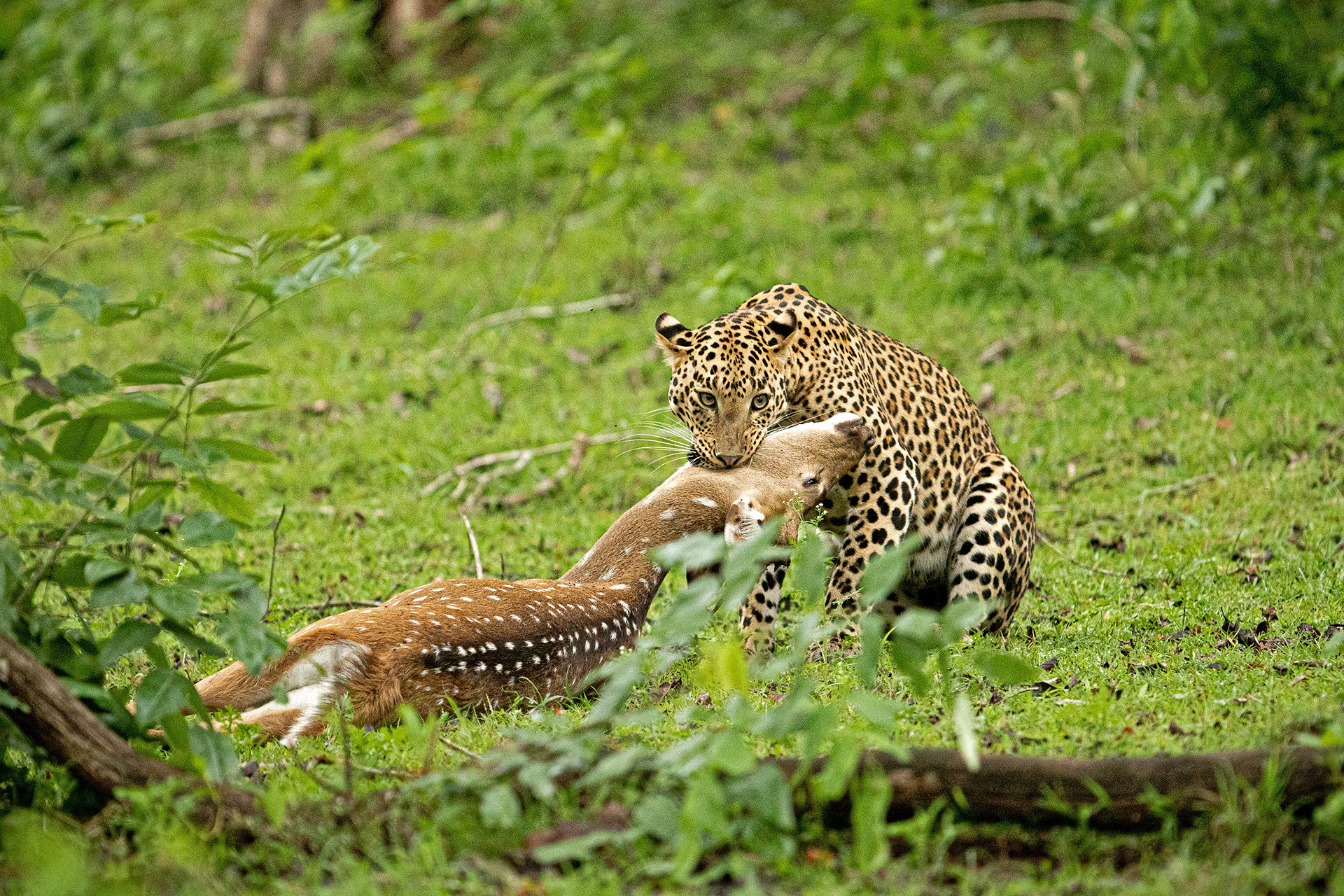 Puneeth m l a - 10 Things You Need To Know About Indian Leopards | Nature inFocus