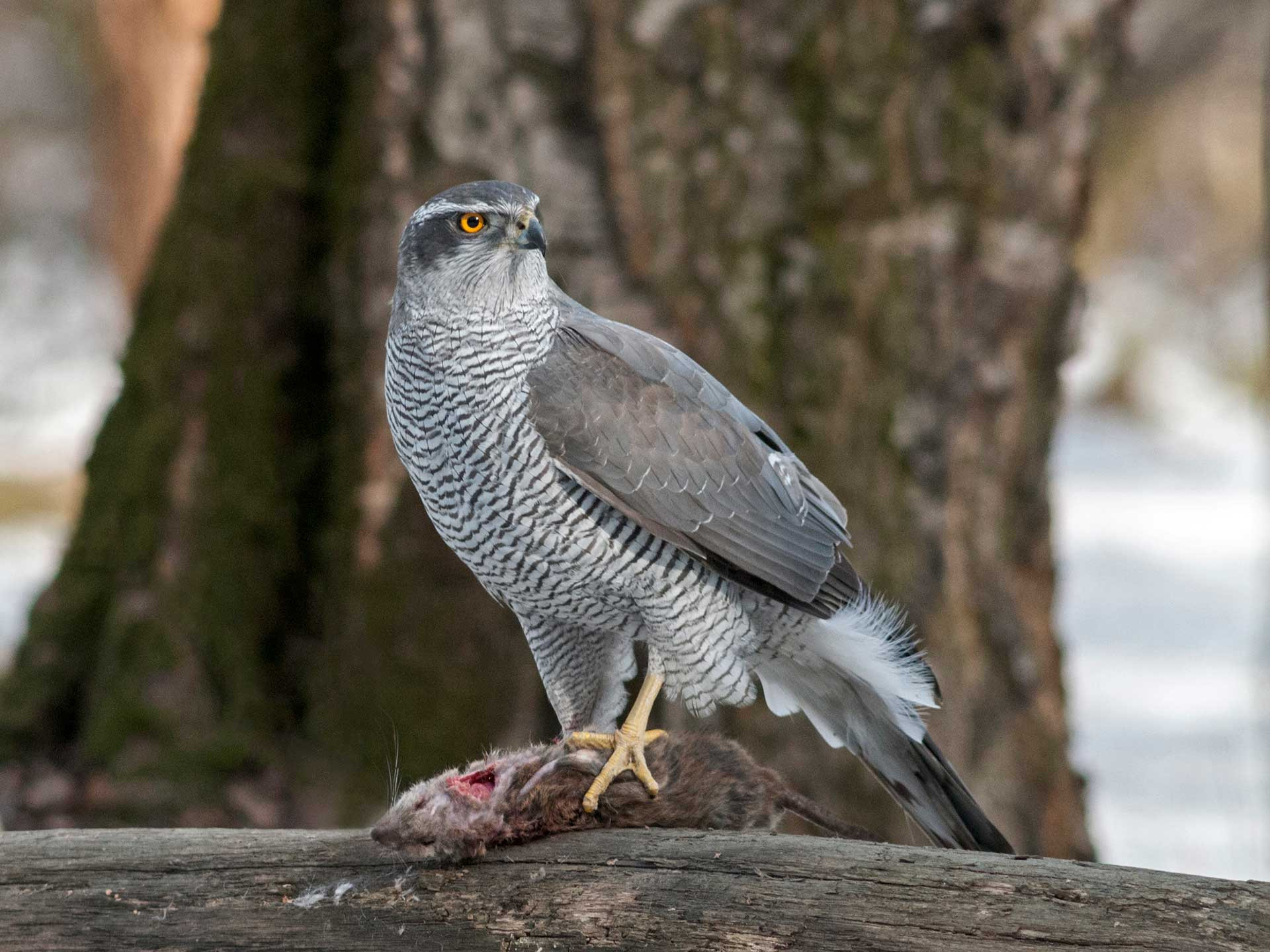 Northern Goshawk (Accipiter gentilis) | Nature inFocus